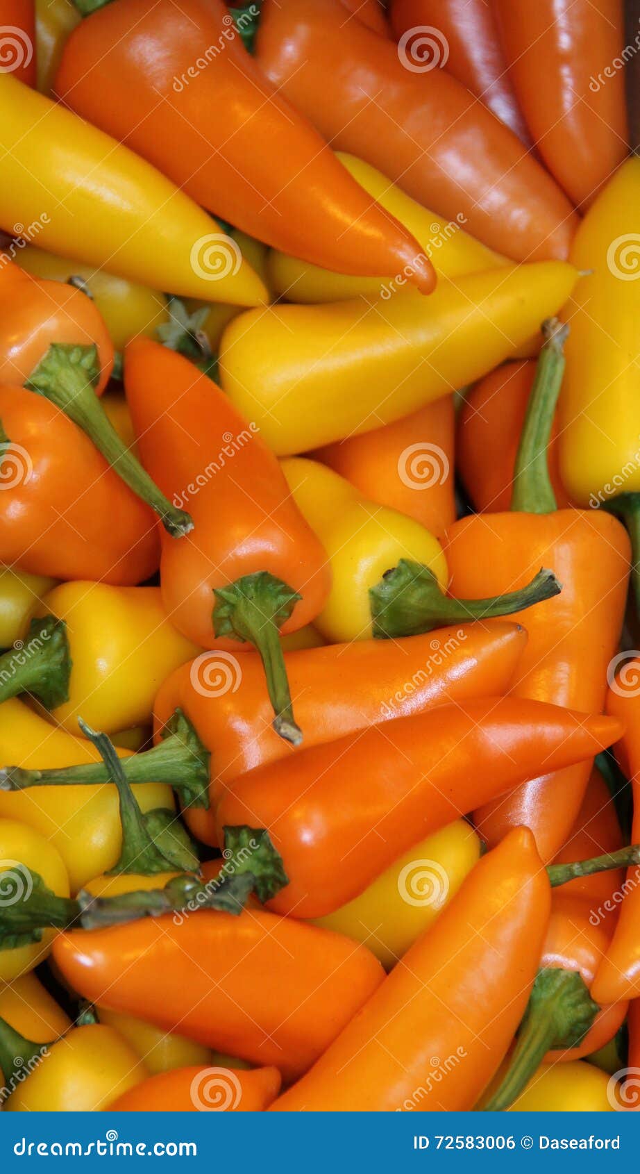 Orange and Yellow Peppers. stock photo. Image of spice 72583006