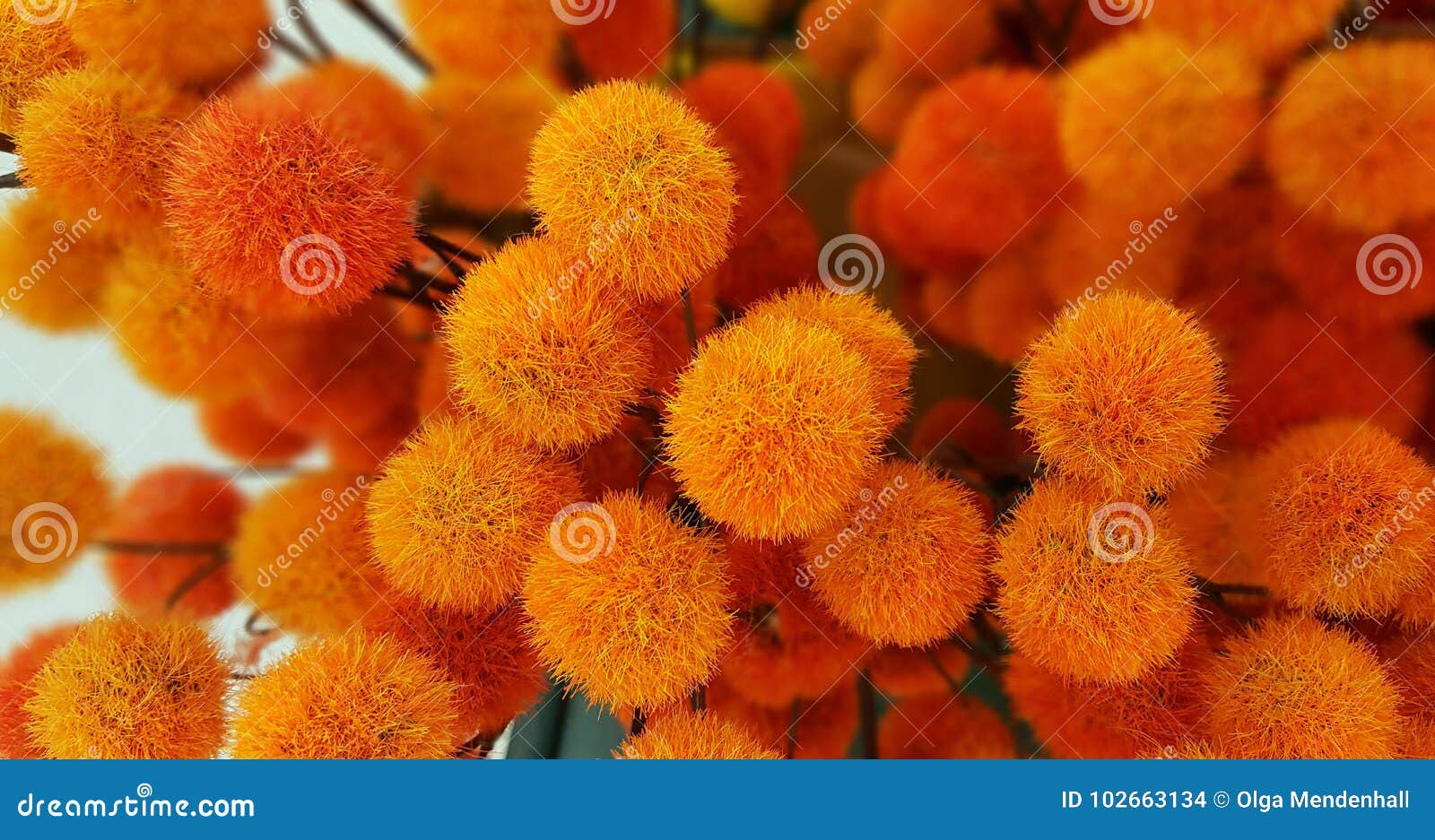 Orange Yellow Pom Pom Bush. Abstract Background. Stock Photo - Image of cozy, colorful: 102663134