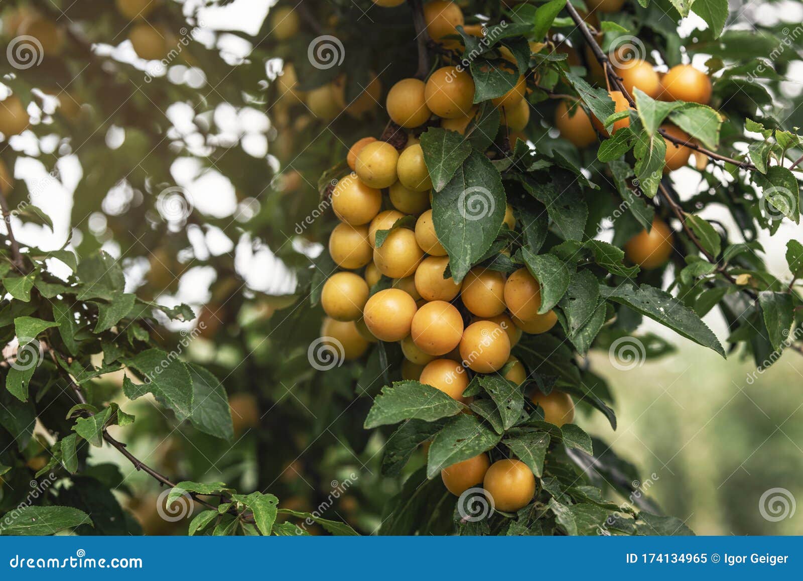Orangeyellow Quince Fruits on a Tree in the Light of the Sun Stock