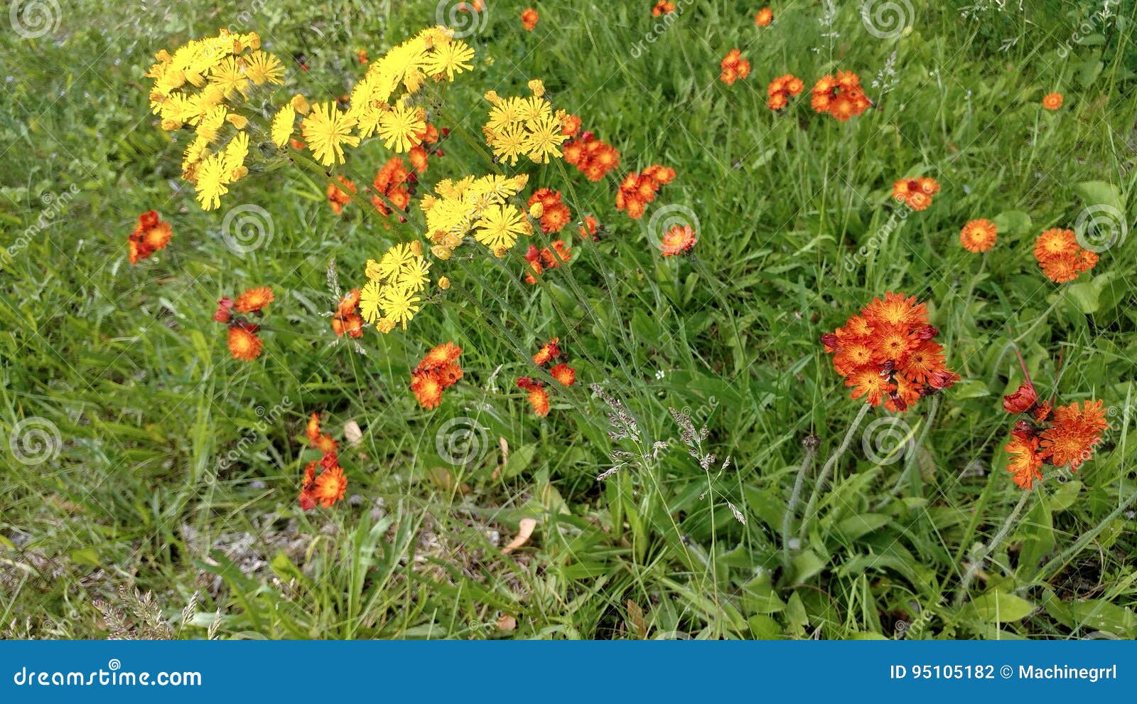 Orange and Yellow Wildflowers Stock Photo Image of devils, canada