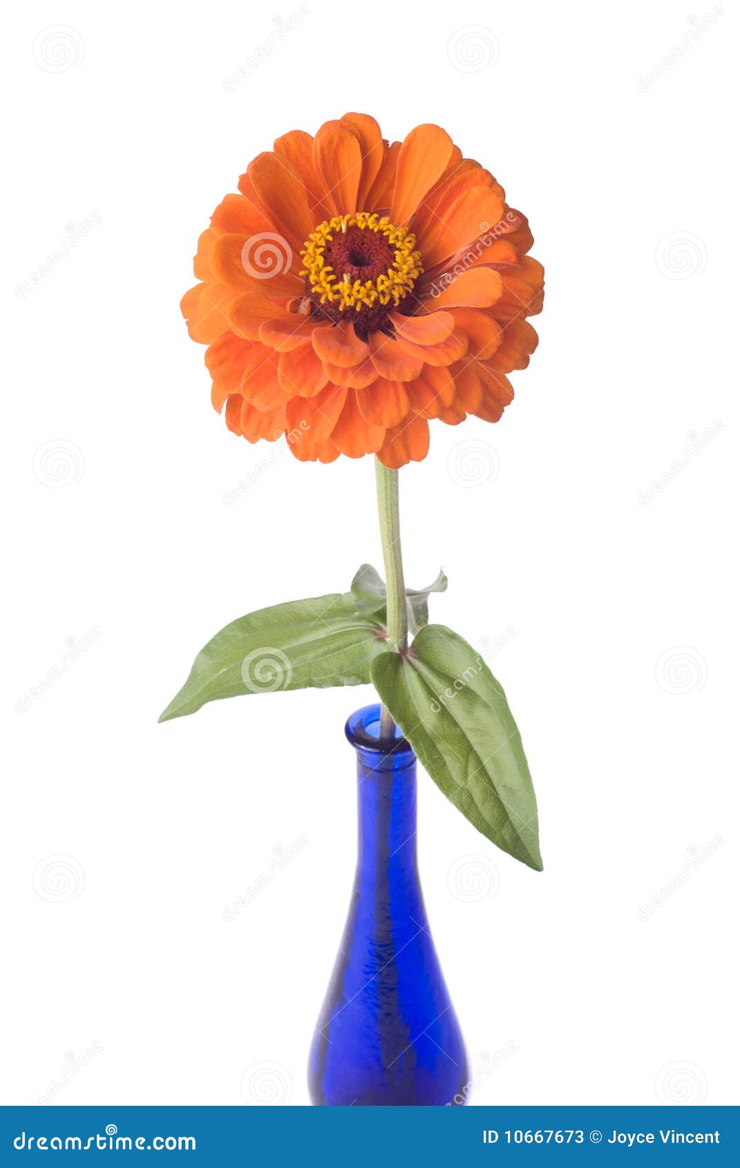 Orange zinnia in blue bottle. Orange zinnia in a blue bottle vase.