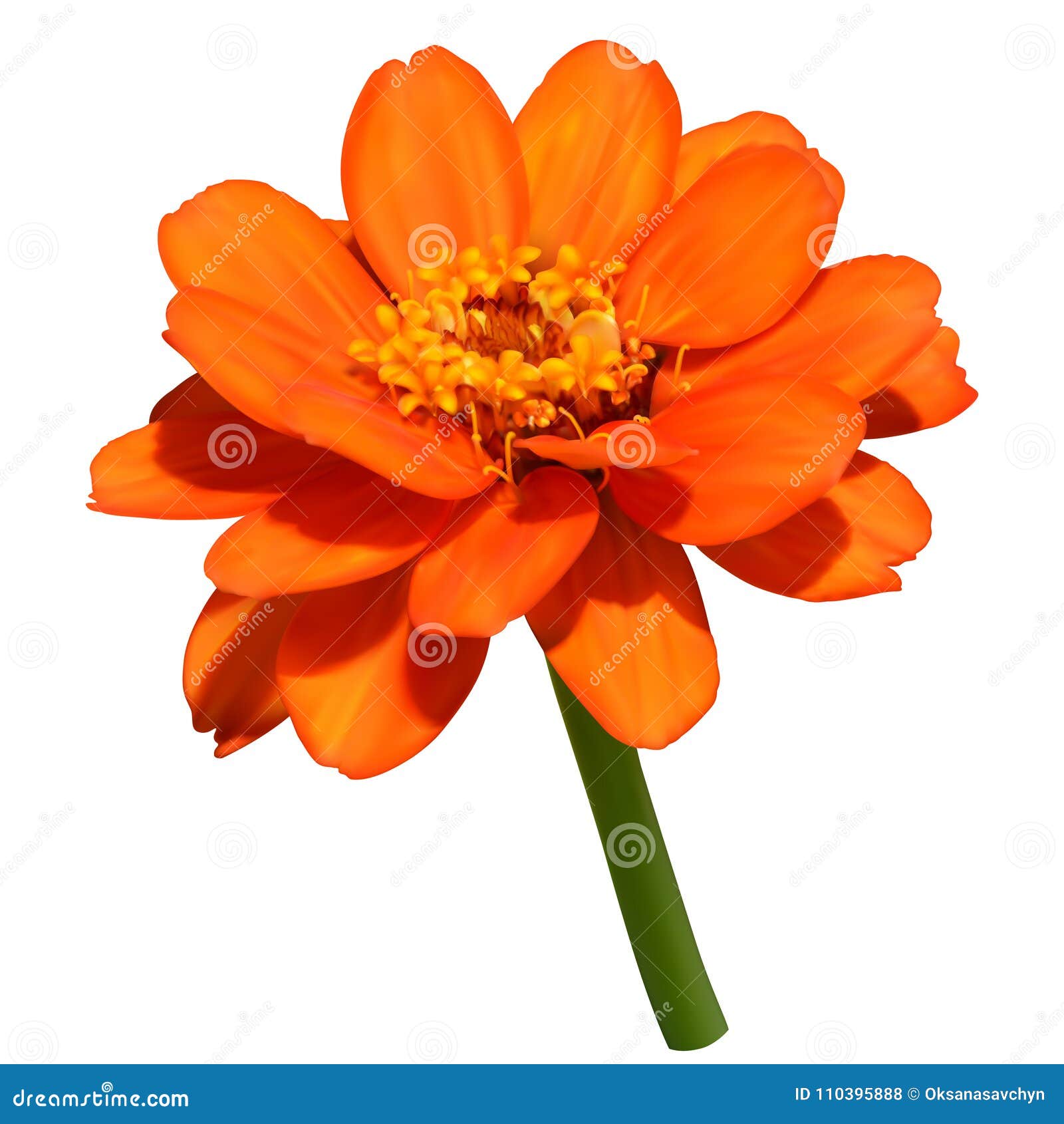 Download Orange zinnia flower stock vector. Illustration of flower ...