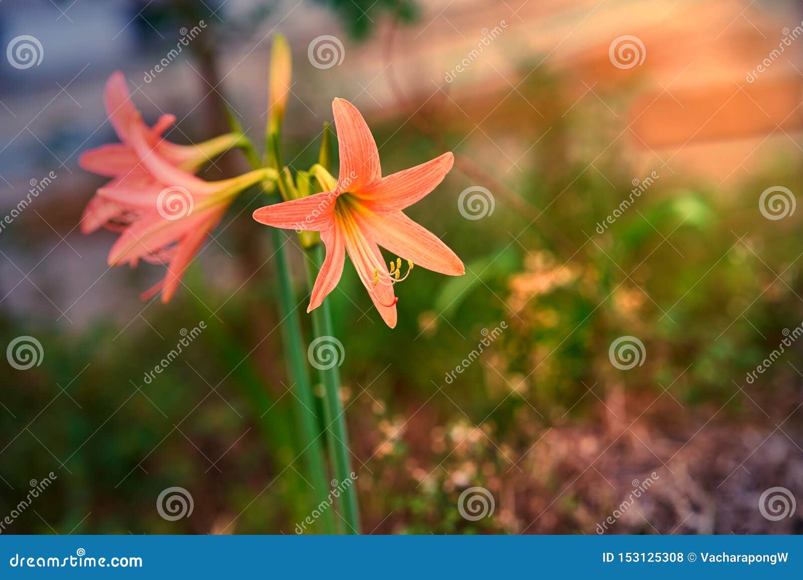 Orangefarbene Hippeastrum Oder Amaryllis Im Garten Auf Unscharfer Basis