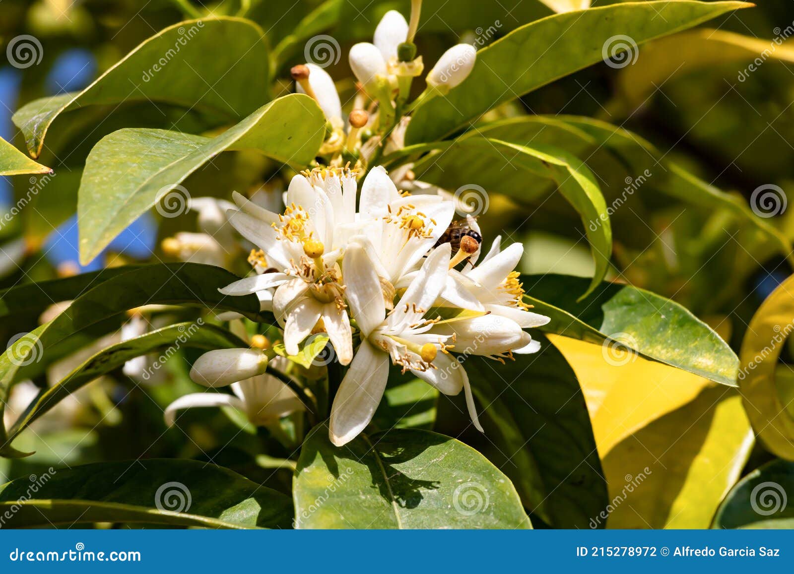Orangenblute Ist Der Name Der Weissen Bluten Des Orangenbaumes Zitronenbaum Und Zitrone Der Name Wird Haufig Mit Stockfoto Bild Von Ernte Getreide 215278972