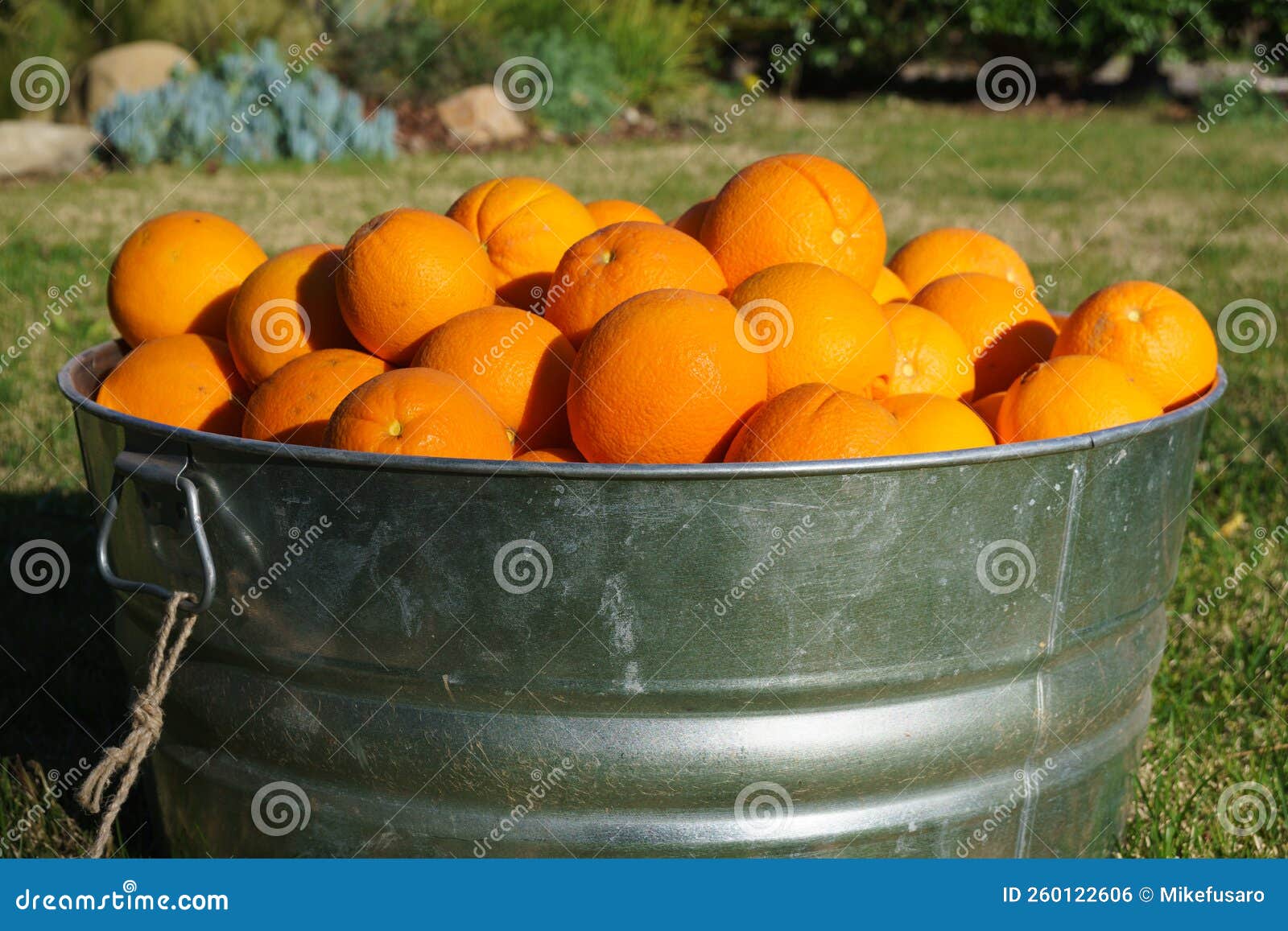 Oranges in Galvanized Metal Tub Stock Photo Image of pile, pail