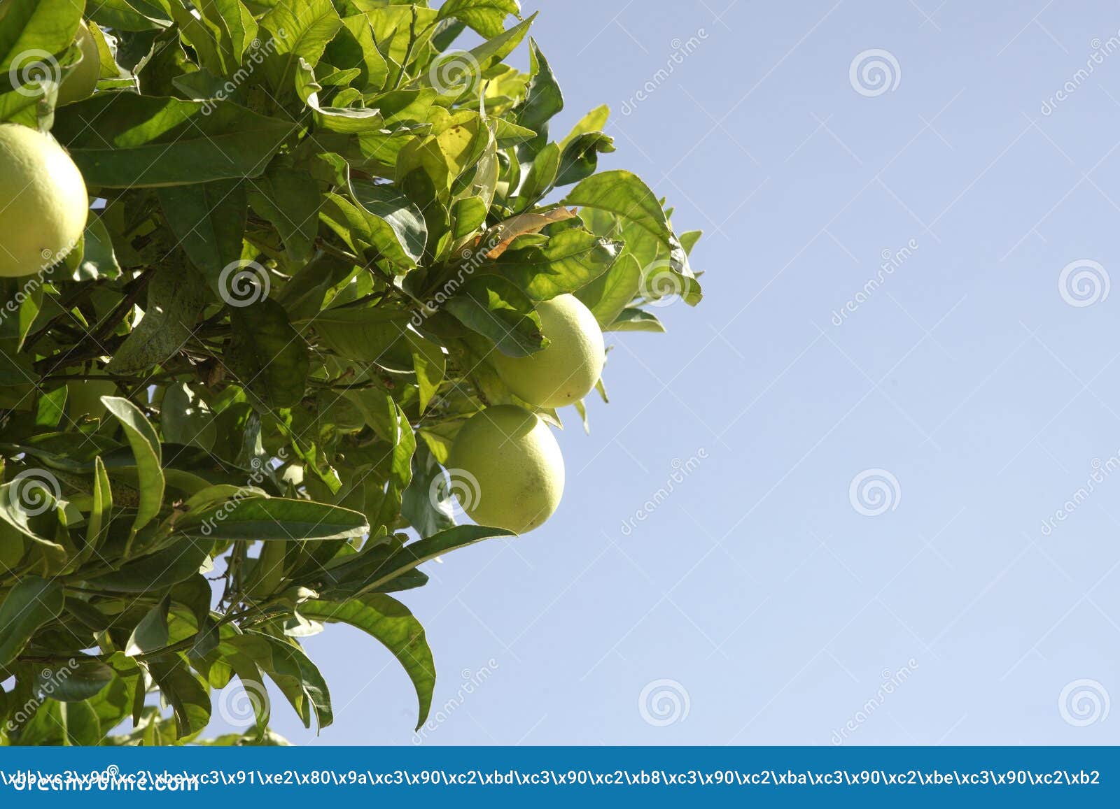 Oranges Growing on Lemon Tree Stock Photo Image of nature, lemon
