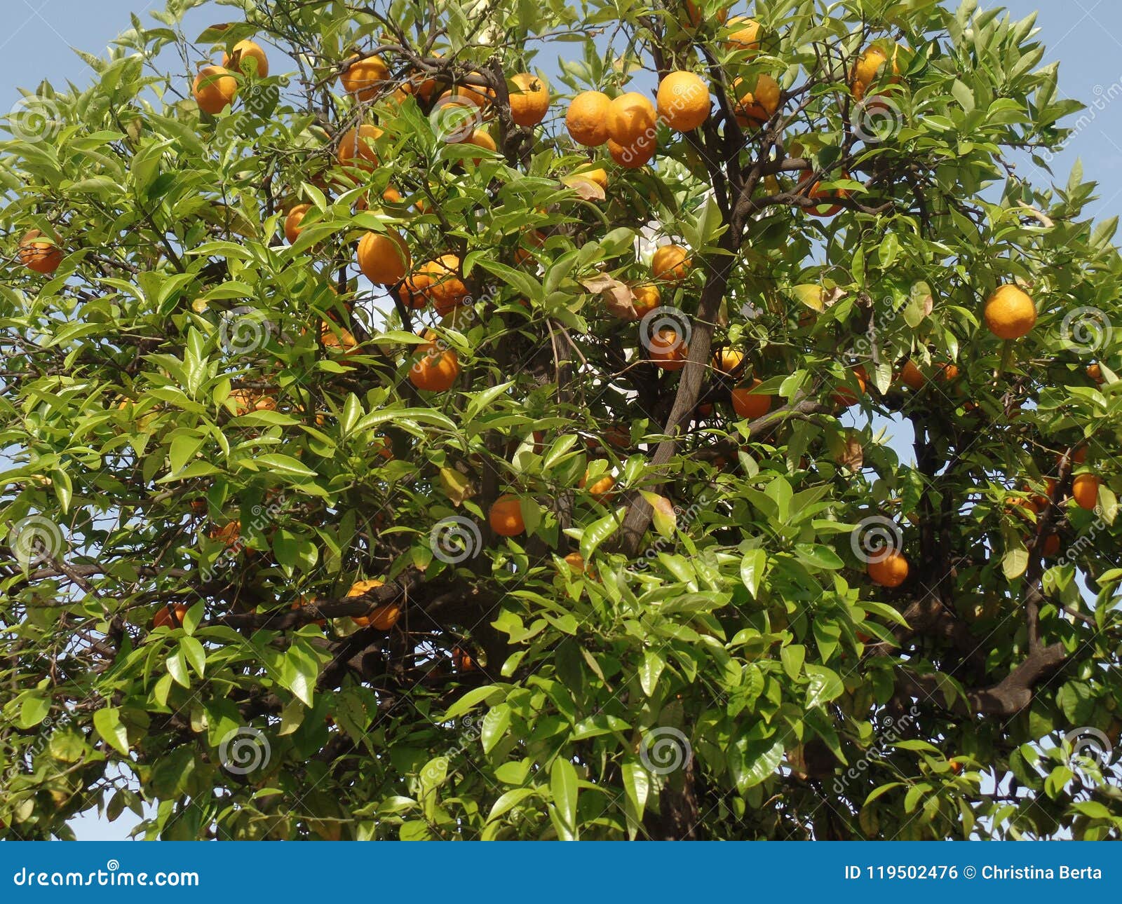 Oranges growing in a tree stock photo. Image of branch 119502476