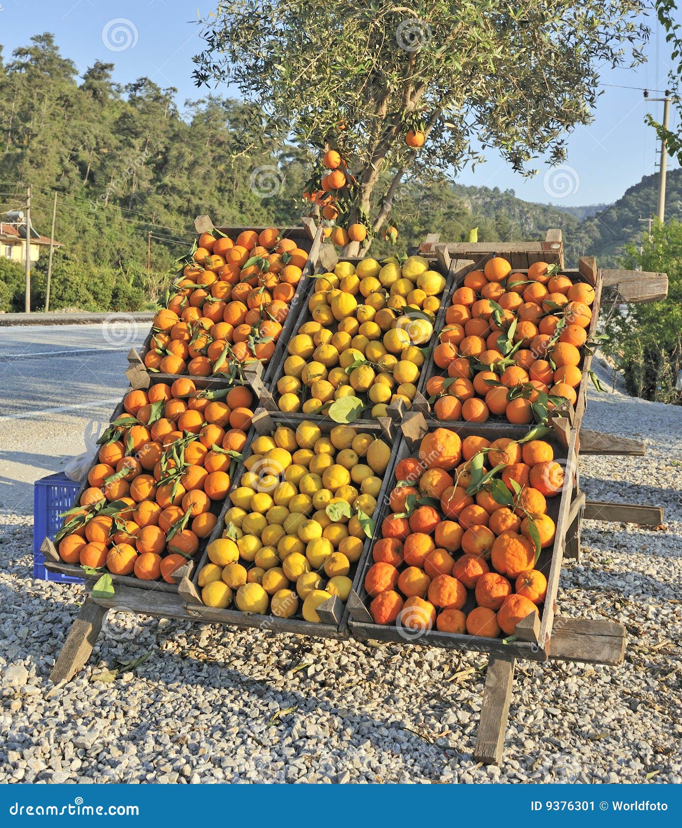 Oranges and Lemons for Sale Stock Image Image of stand, fresh 9376301