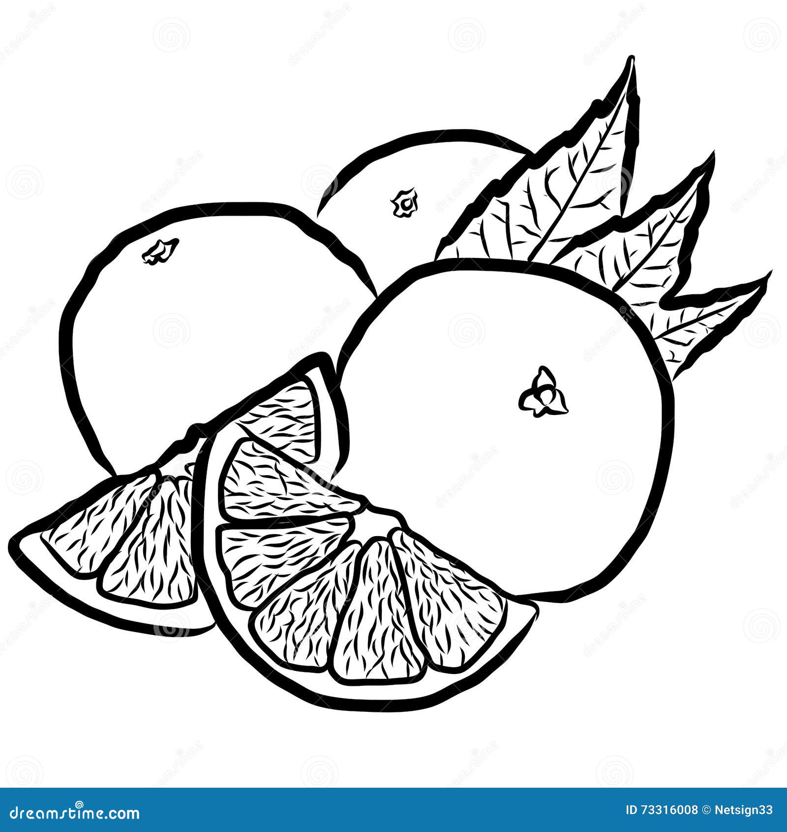Oranges Sketched Outline Vector Illustration Stock Vector