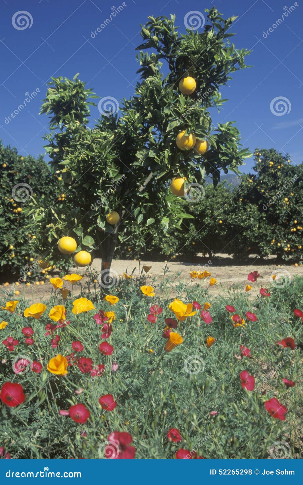 Oranges and Spring Flowers in Ventura Country, CA Stock Photo Image