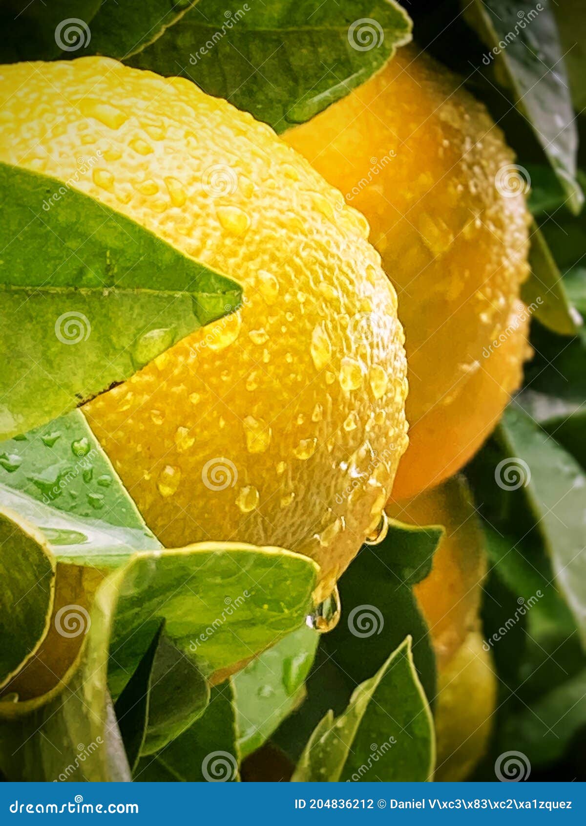 Oranges on the Tree with Drops of Water on the Rind. Stock Photo