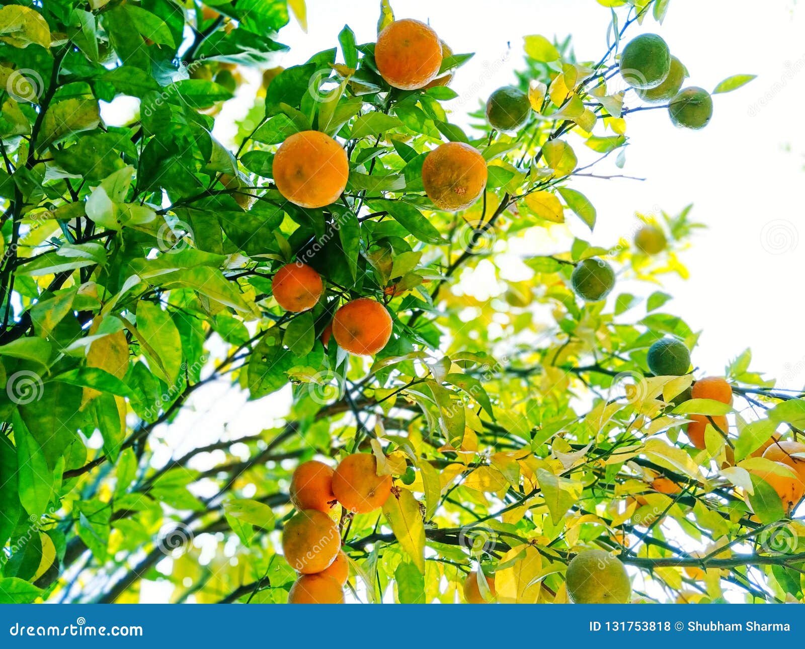 Oranges on Tree stock photo. Image of oranges, season 131753818