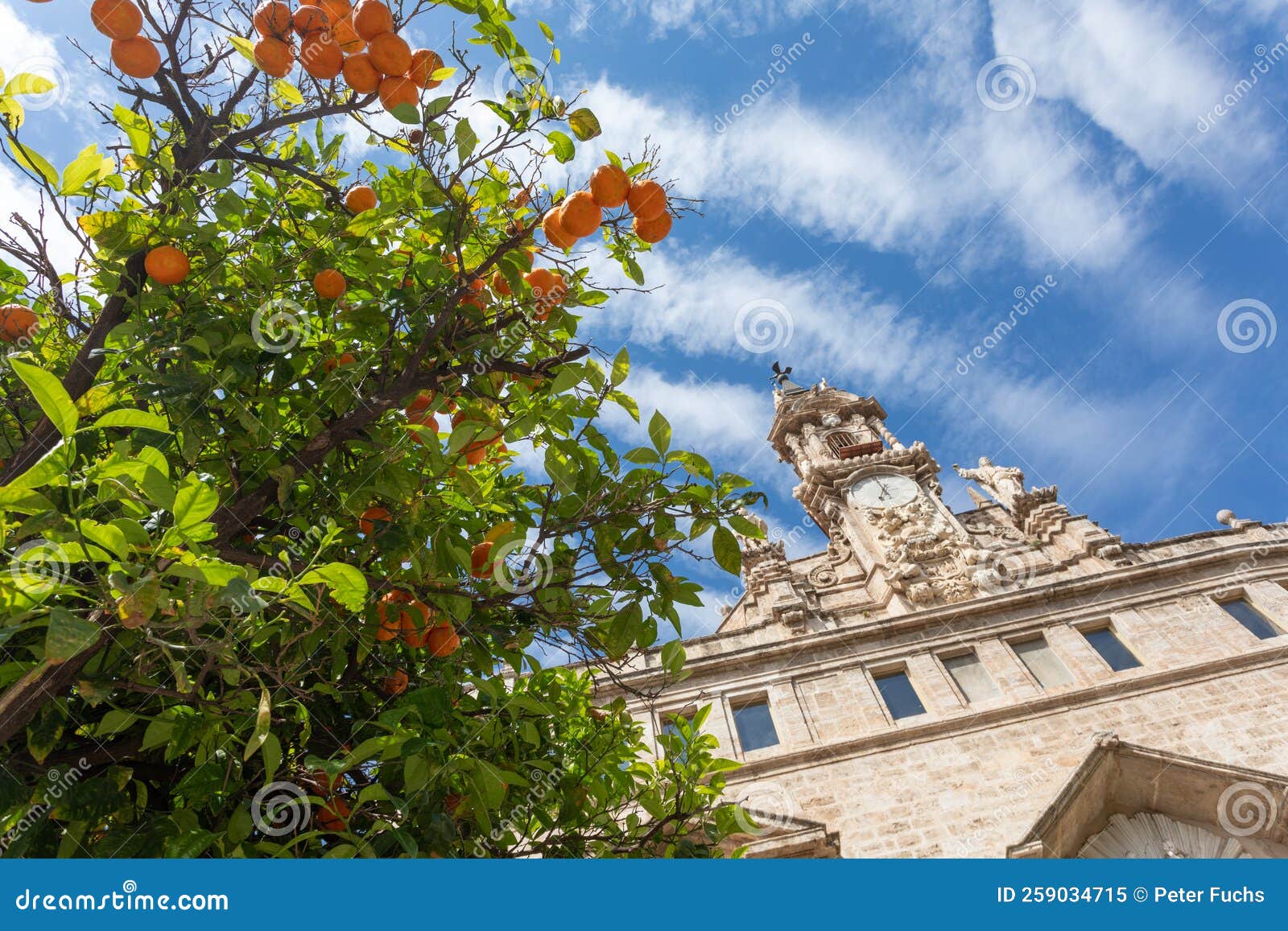 orangetree in valencia on a beautiful day