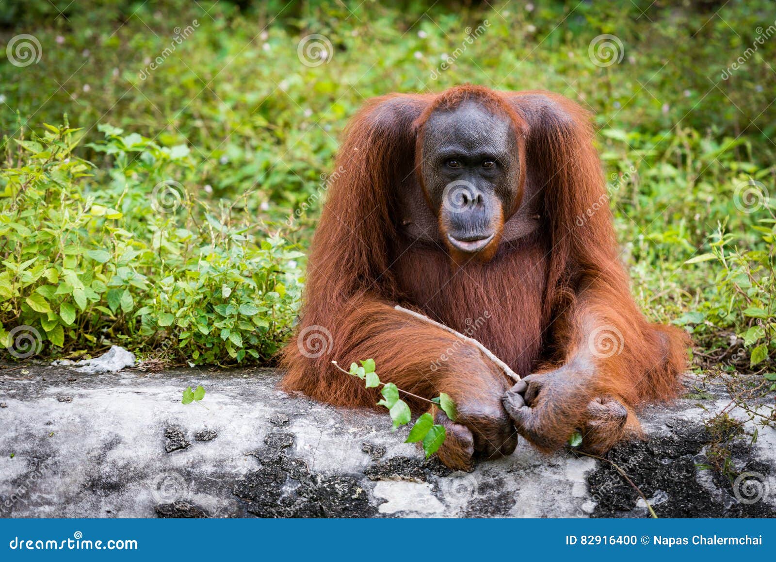 Uitleg Steen Toerist Orangoetan grote apen stock foto. Image of dier, azië - 82916400