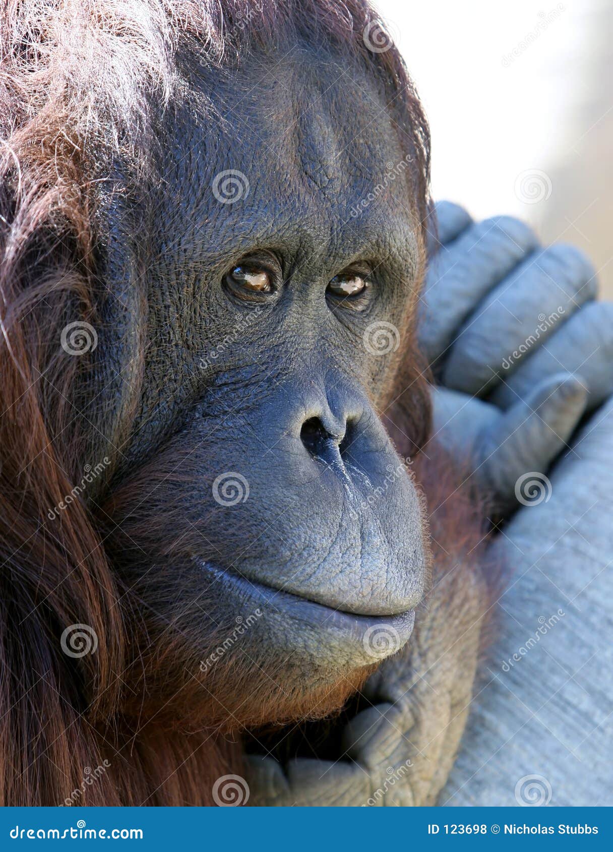 275 Fotos de Stock de Do Feio Macaco - Fotos de Stock Gratuitas e Sem  Fidelização a partir da Dreamstime