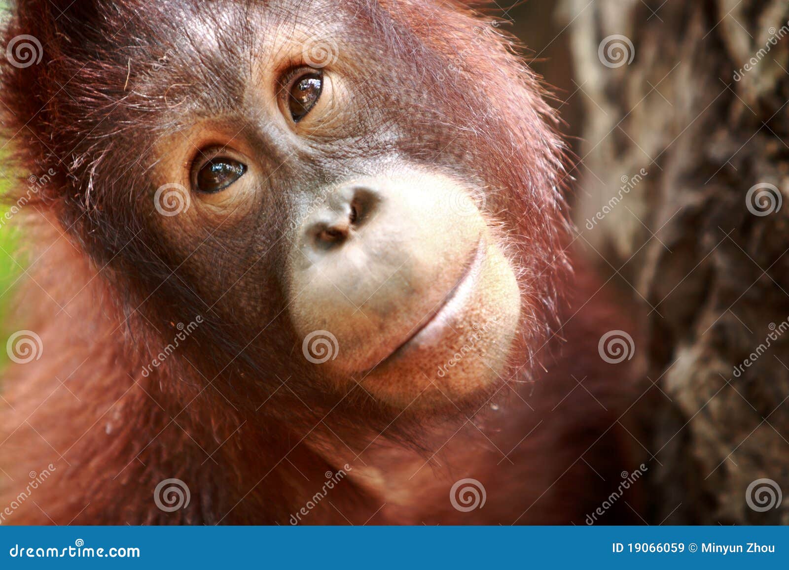 orangutan