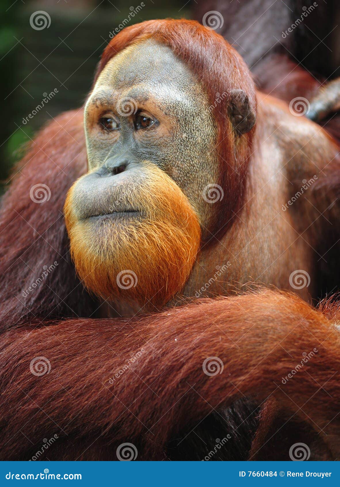 11,366 Arboreal Animal Stock Photos - Free & Royalty-Free Stock Photos from  Dreamstime