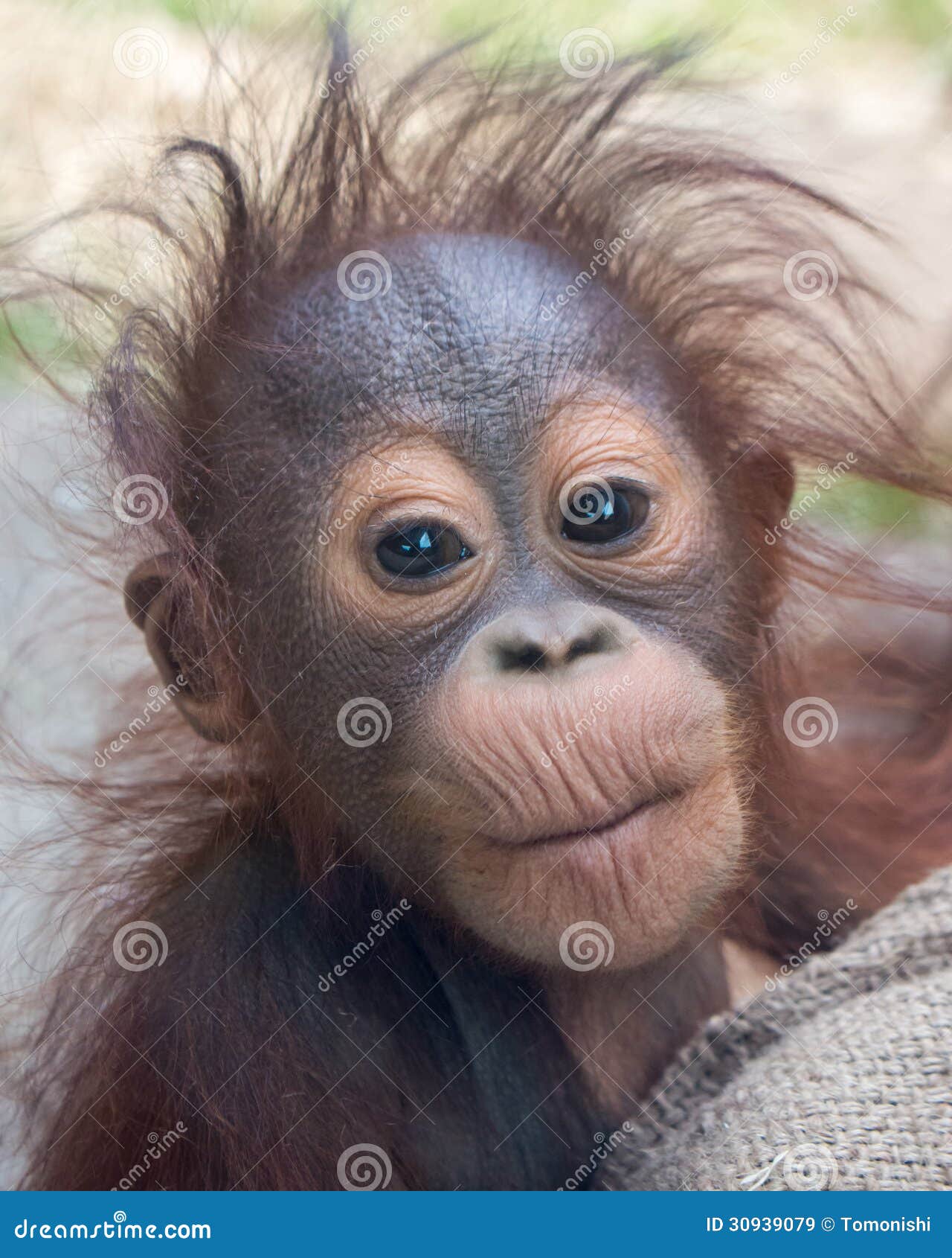 orangutan - baby with funny face