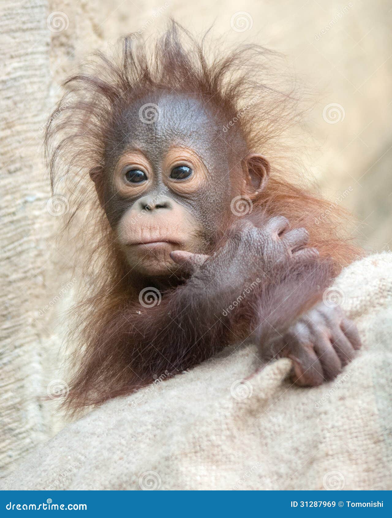 orangutan baby - hmmm ... let me think.