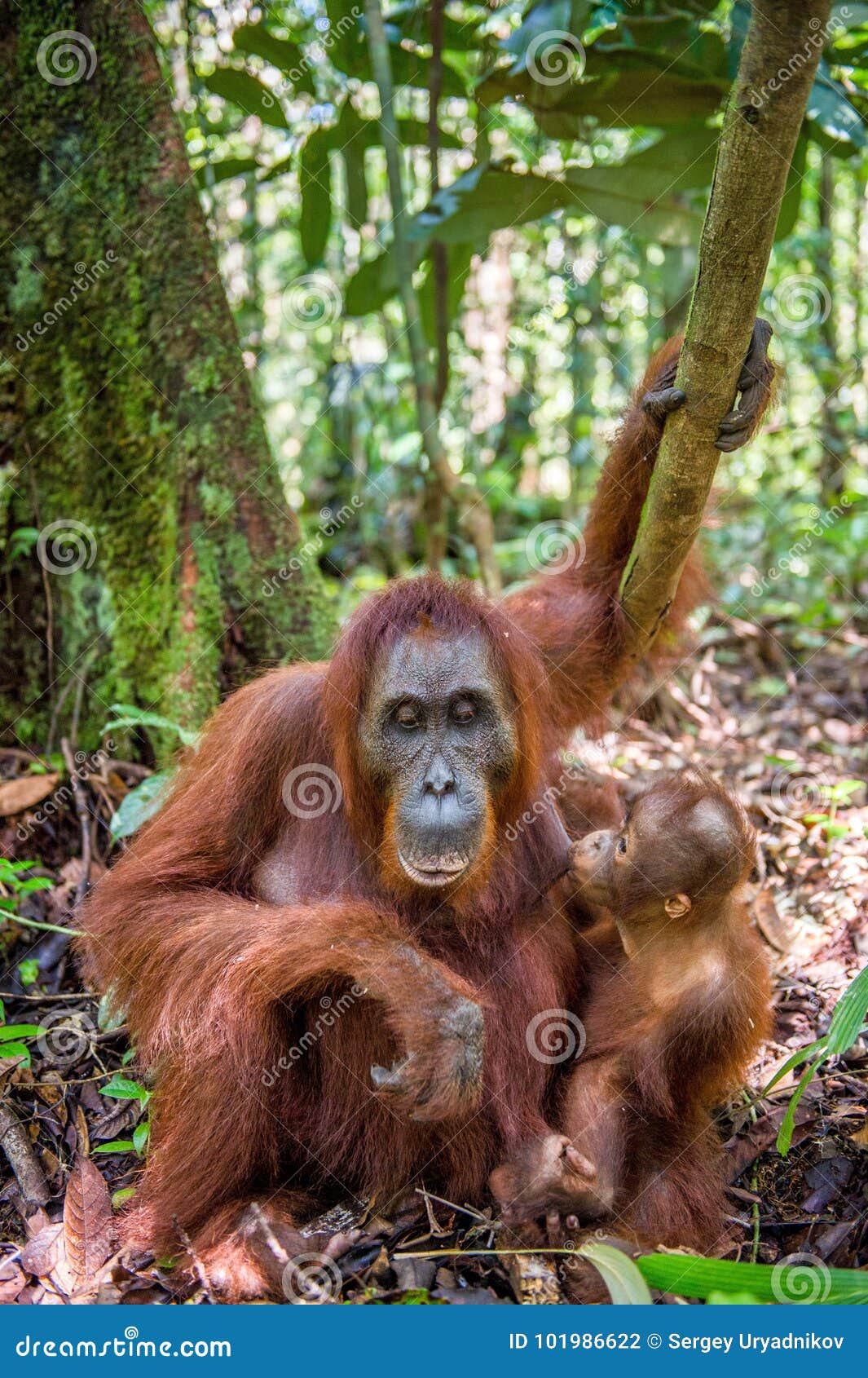 orangutan baby and mother