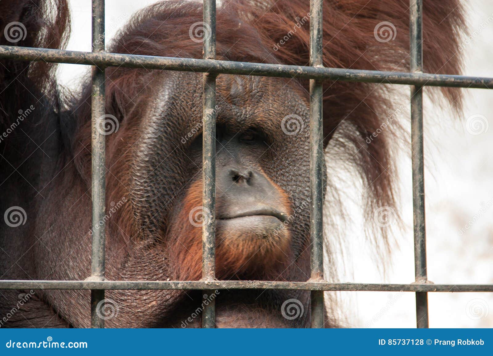 Orangutan in captivity stock photo. Image of expression 85737128