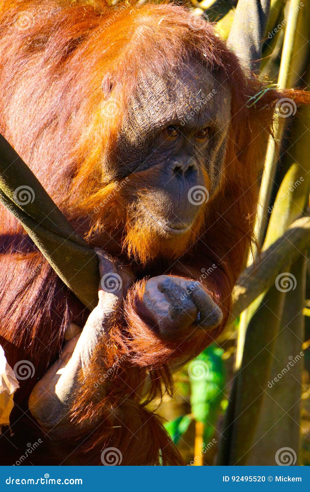 Orangutan che stabilisce contatto oculare. Orangutan della testarossa che stabilisce contatto oculare con il fotografo Data 2013