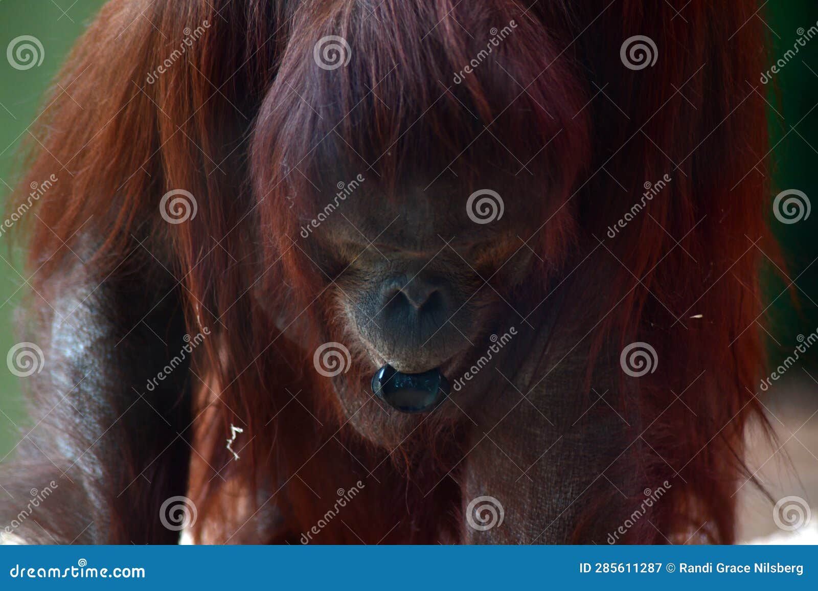 orangutan chewing on plastic