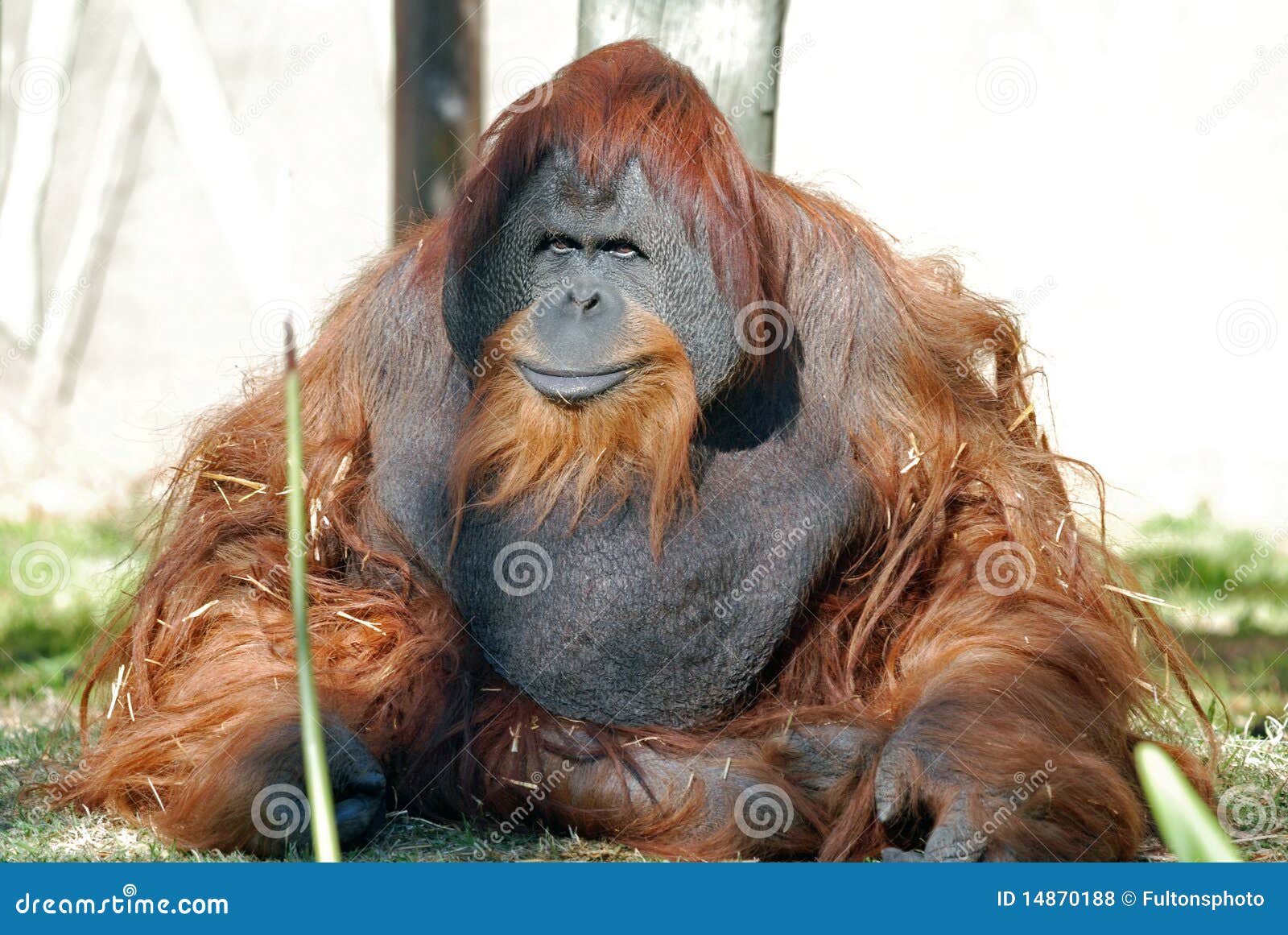 Orangutan  Chimpanzee  stock photo Image of biped orang 