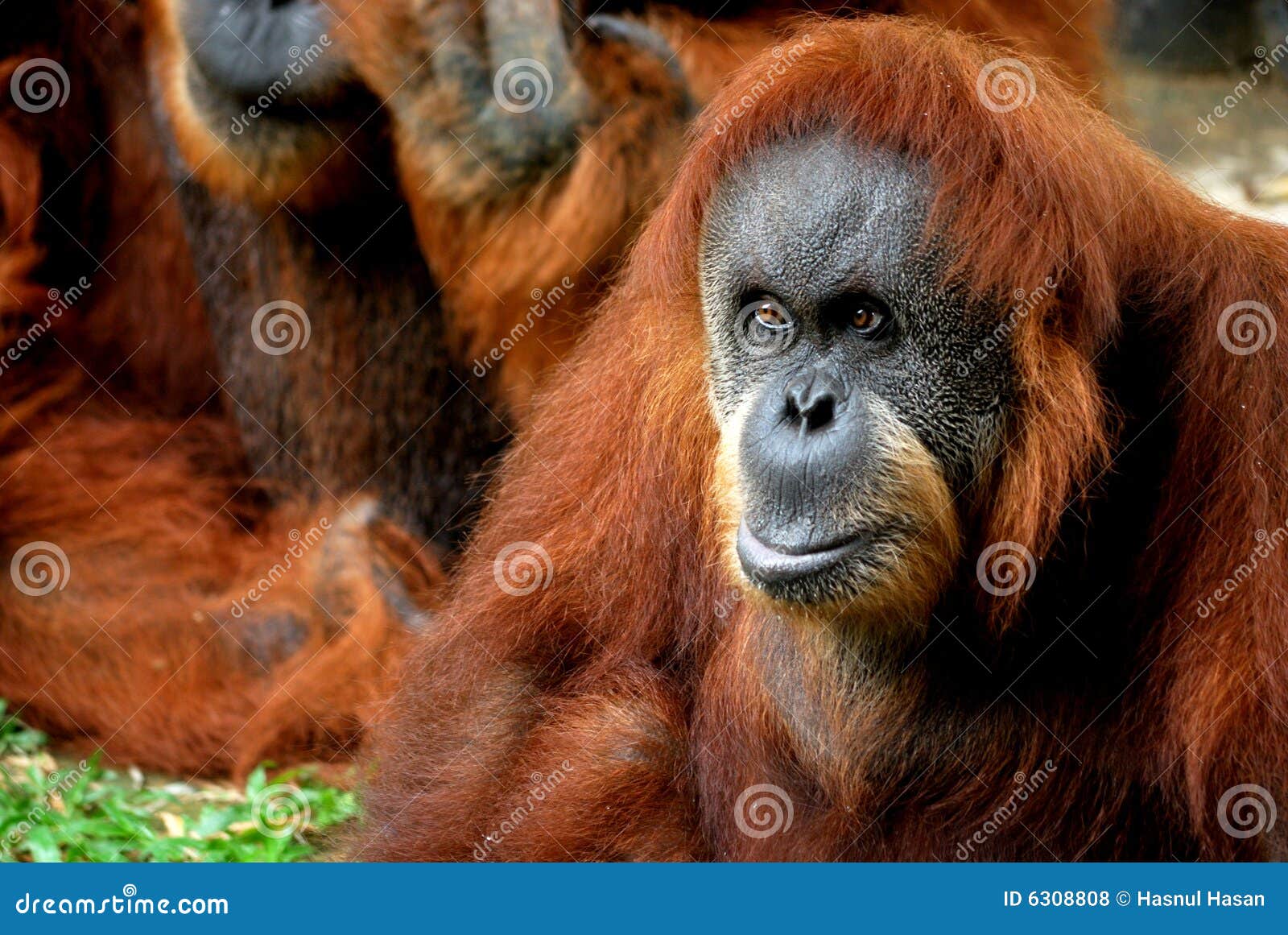 orangutan focused