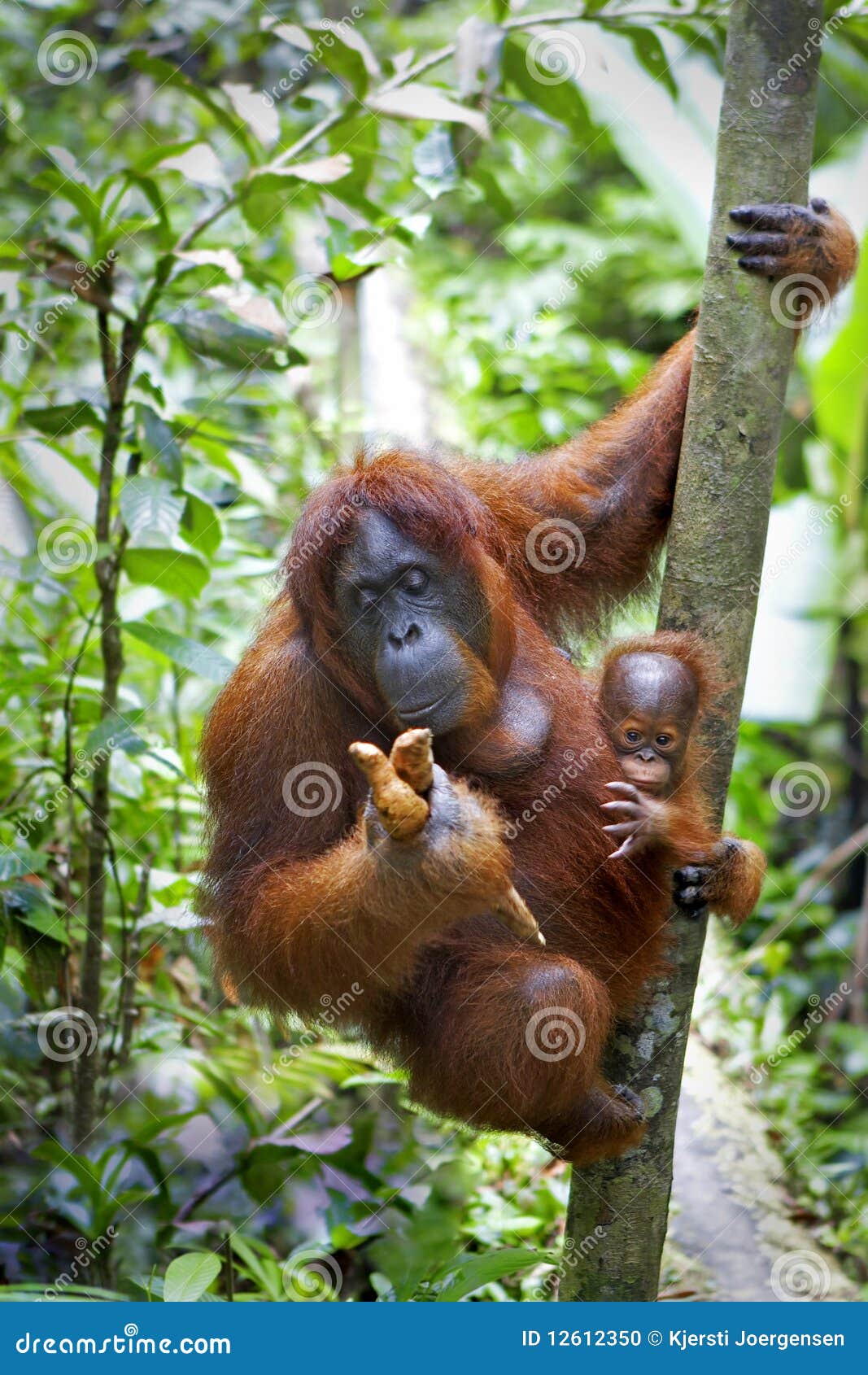  Orangutan  with her baby  stock photo Image of female 