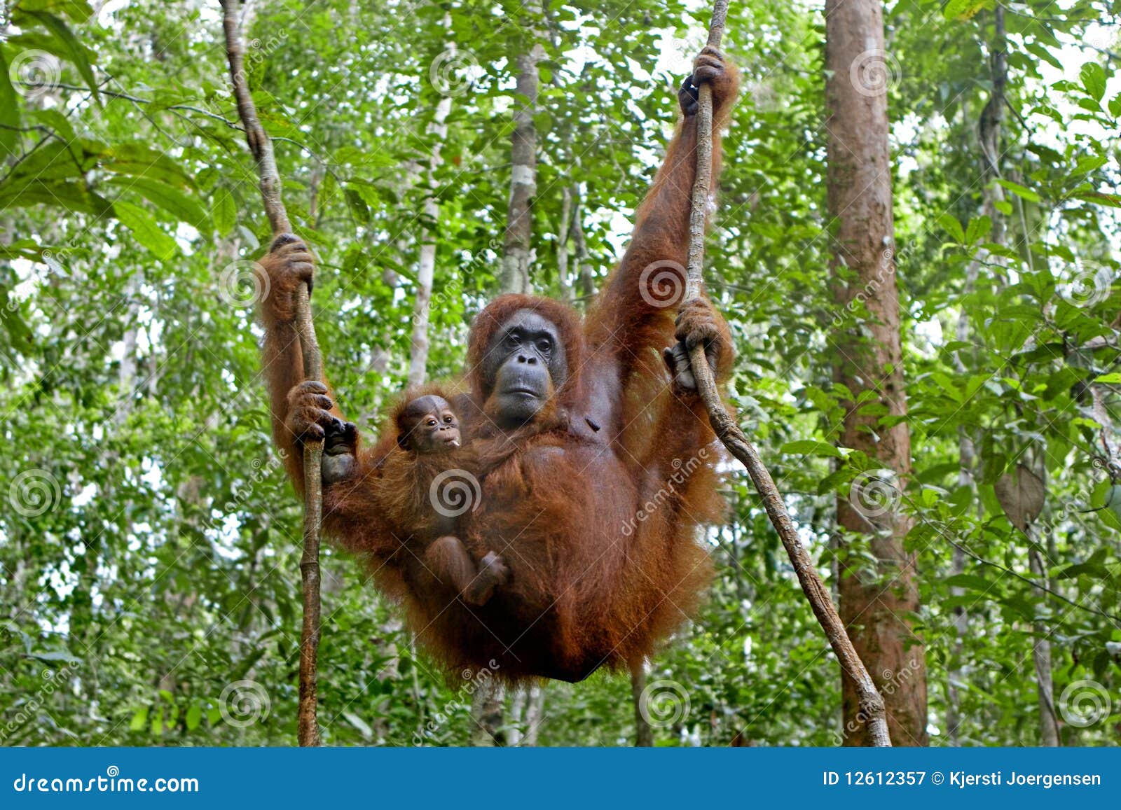 orangutan with her baby