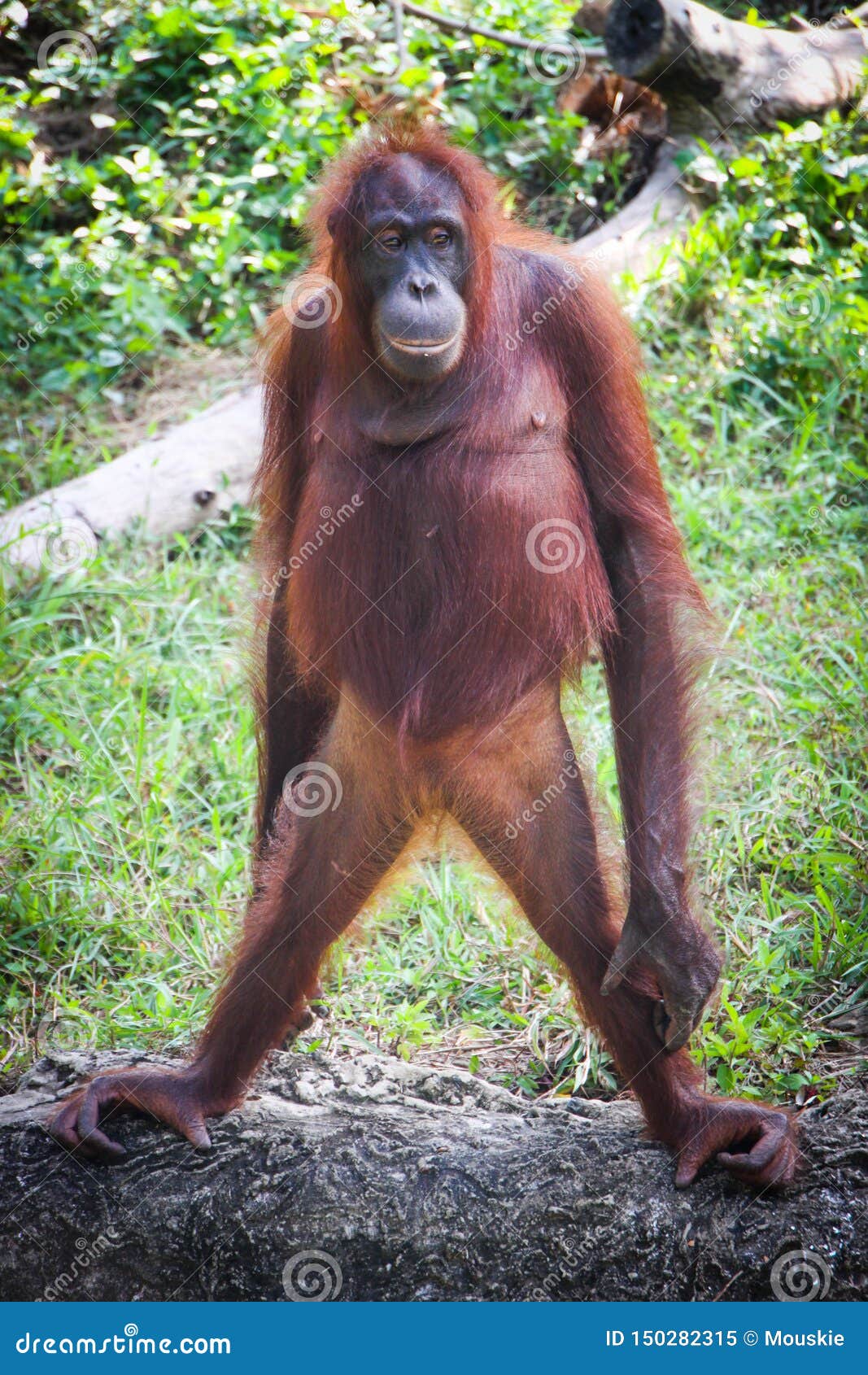  Orangutan  Standing  Proud On A Log Stock Image Image of 