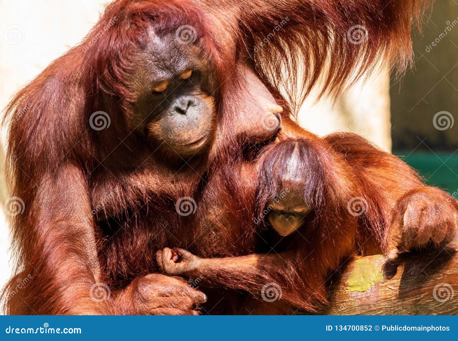 Download Orangutan, Mammal, Great Ape, Primate Picture. Image: 134700852
