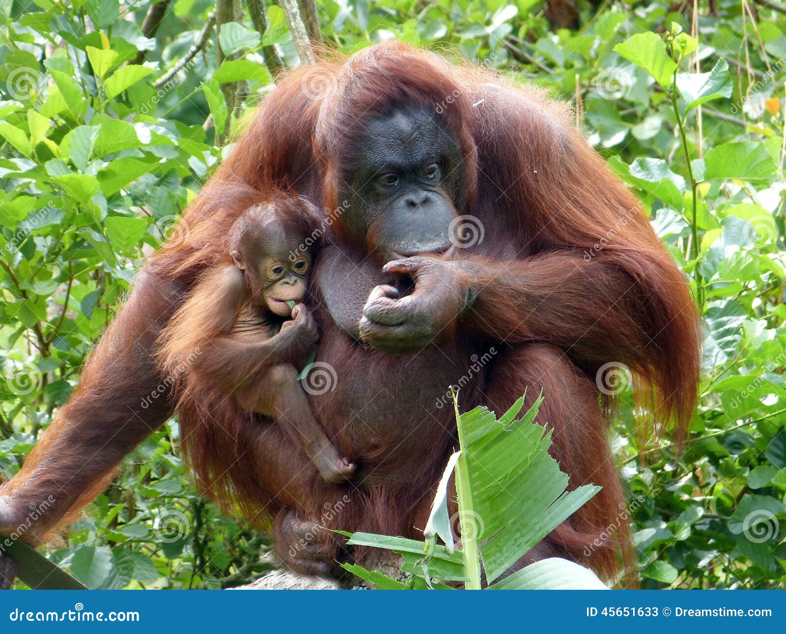 orangutan mother & baby