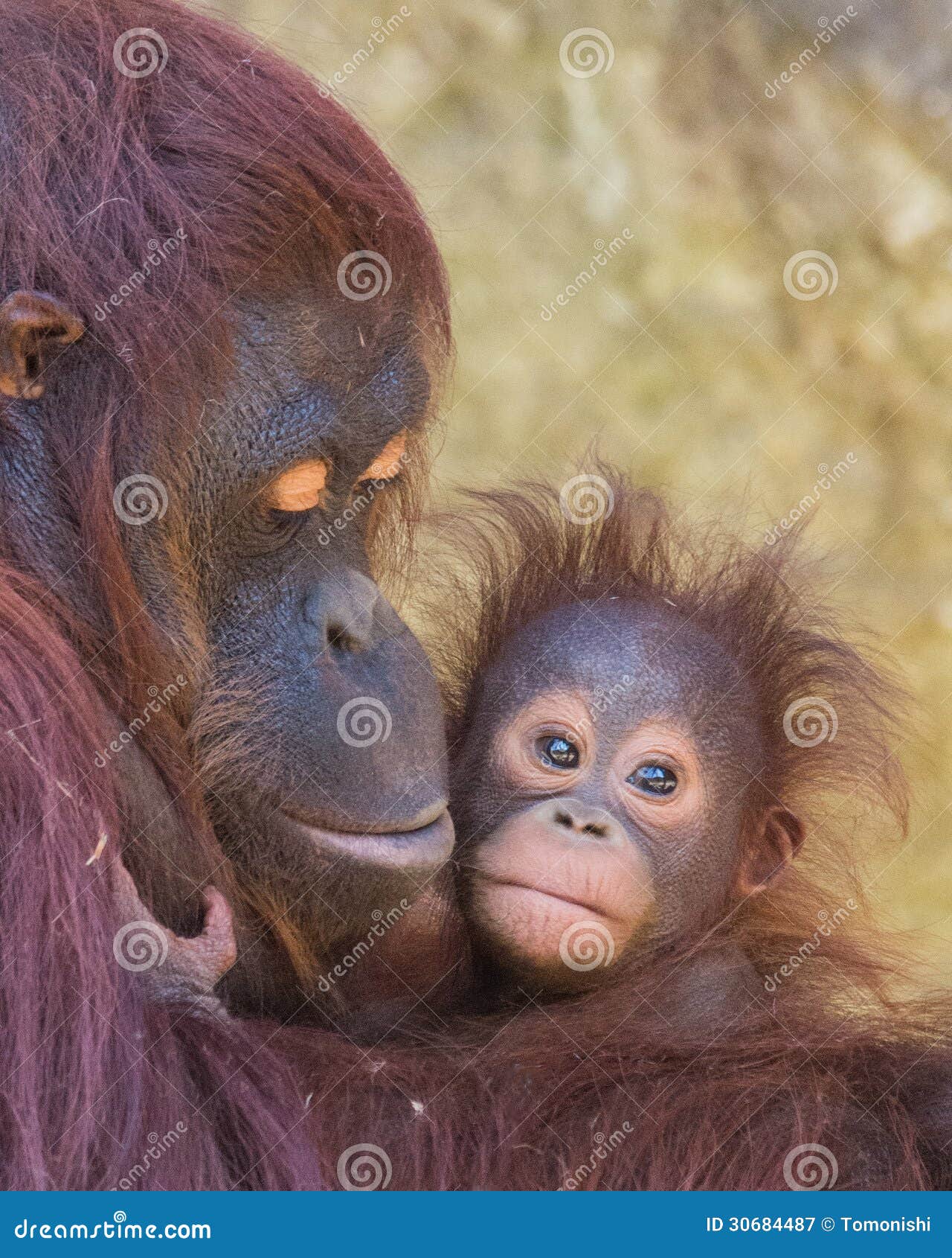 orangutan - mother and baby
