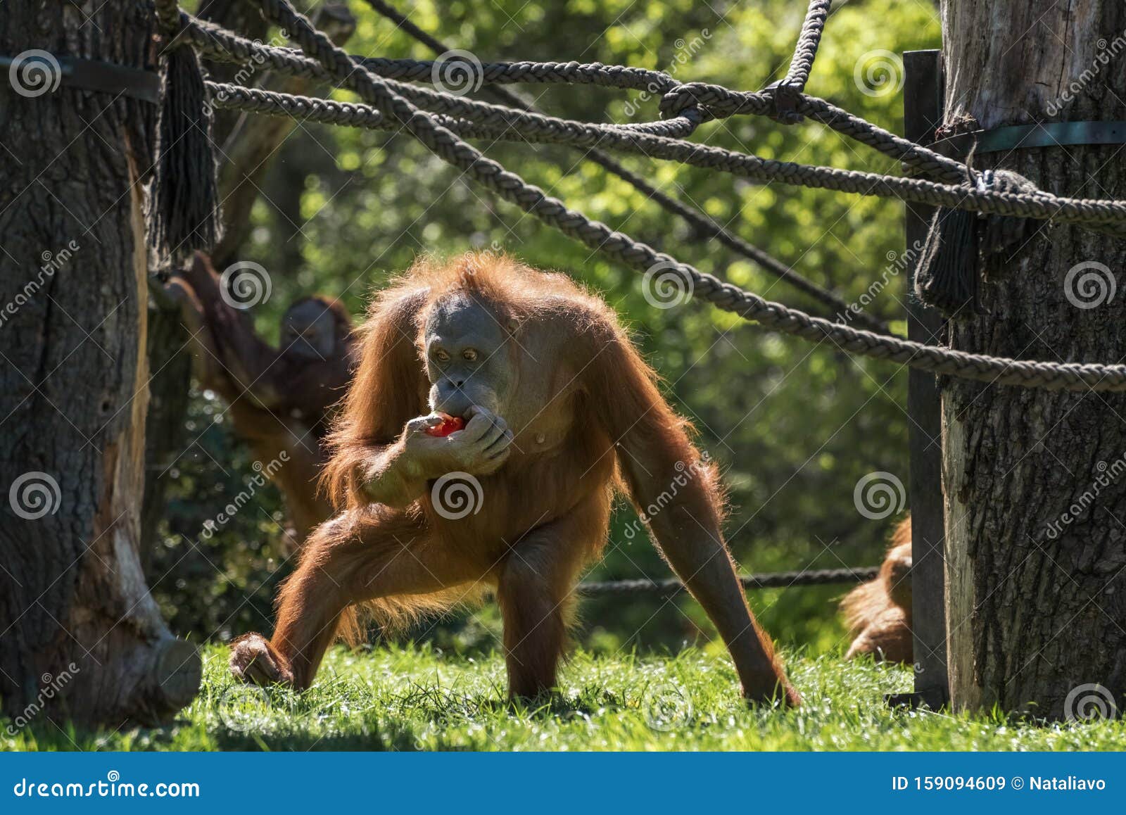  Orangutan  Orang utan  Orangutang Orang utang The Most 