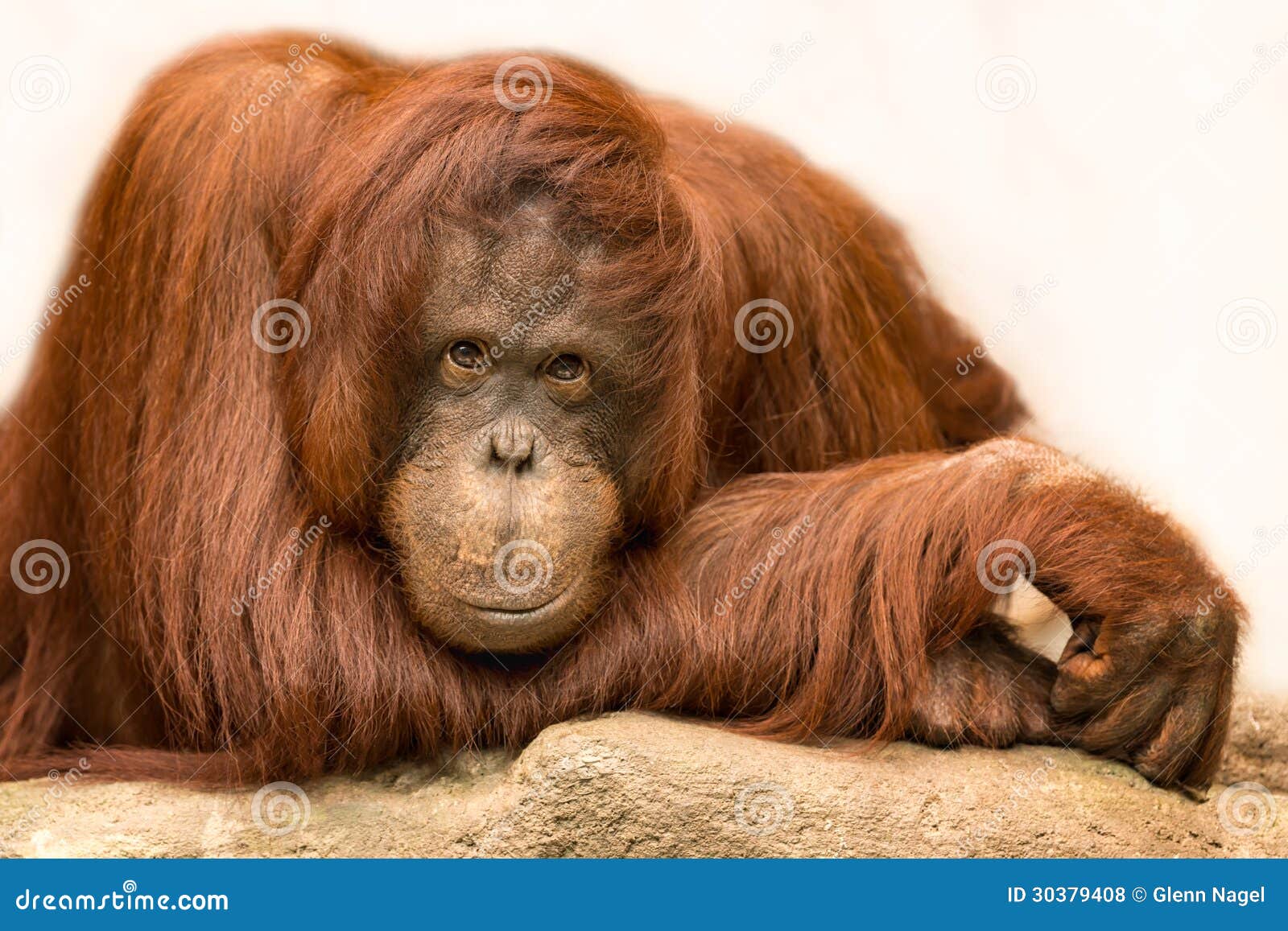 1,841 Orangutan Closeup Stock Photos - Free & Royalty-Free Stock Photos  from Dreamstime