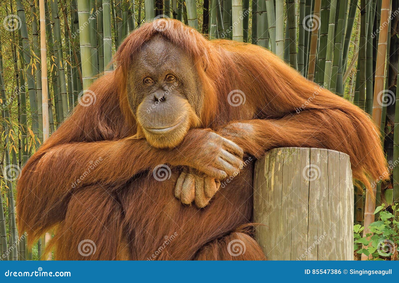 orangutan portrait.