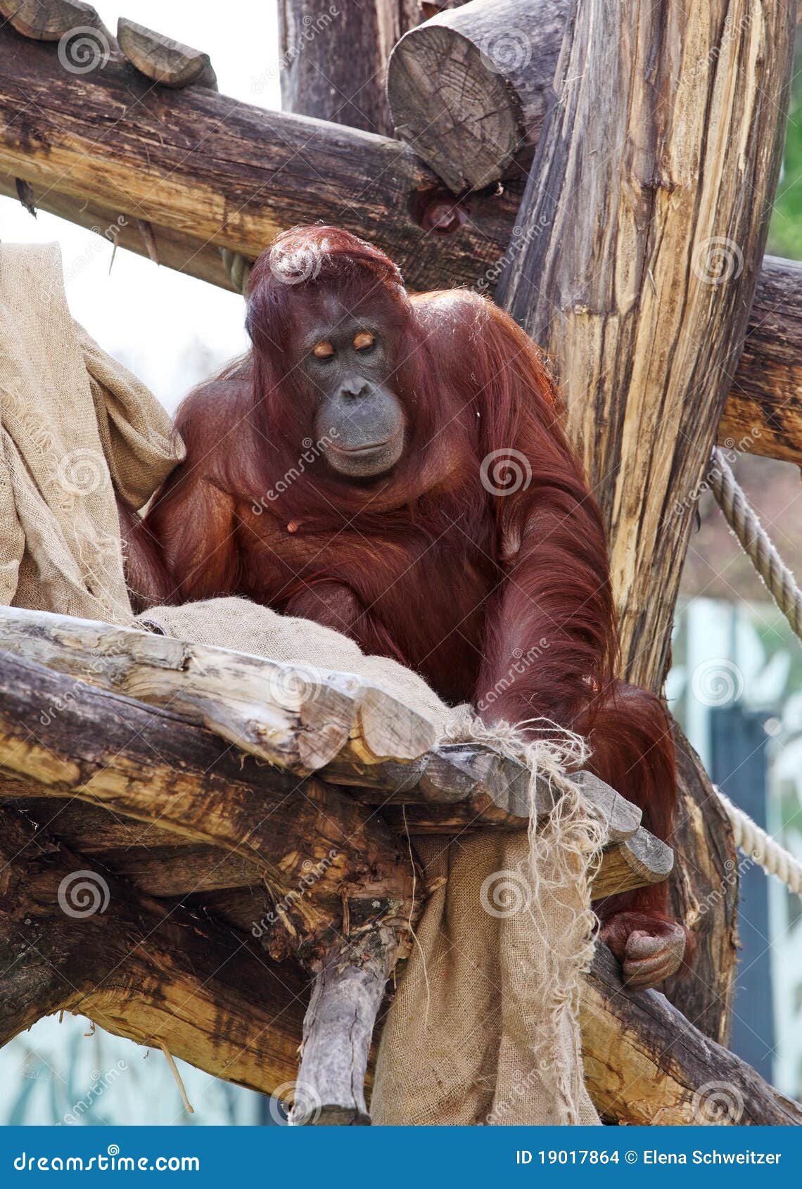  Orangutan in zoo  stock photo Image of wildlife wild 