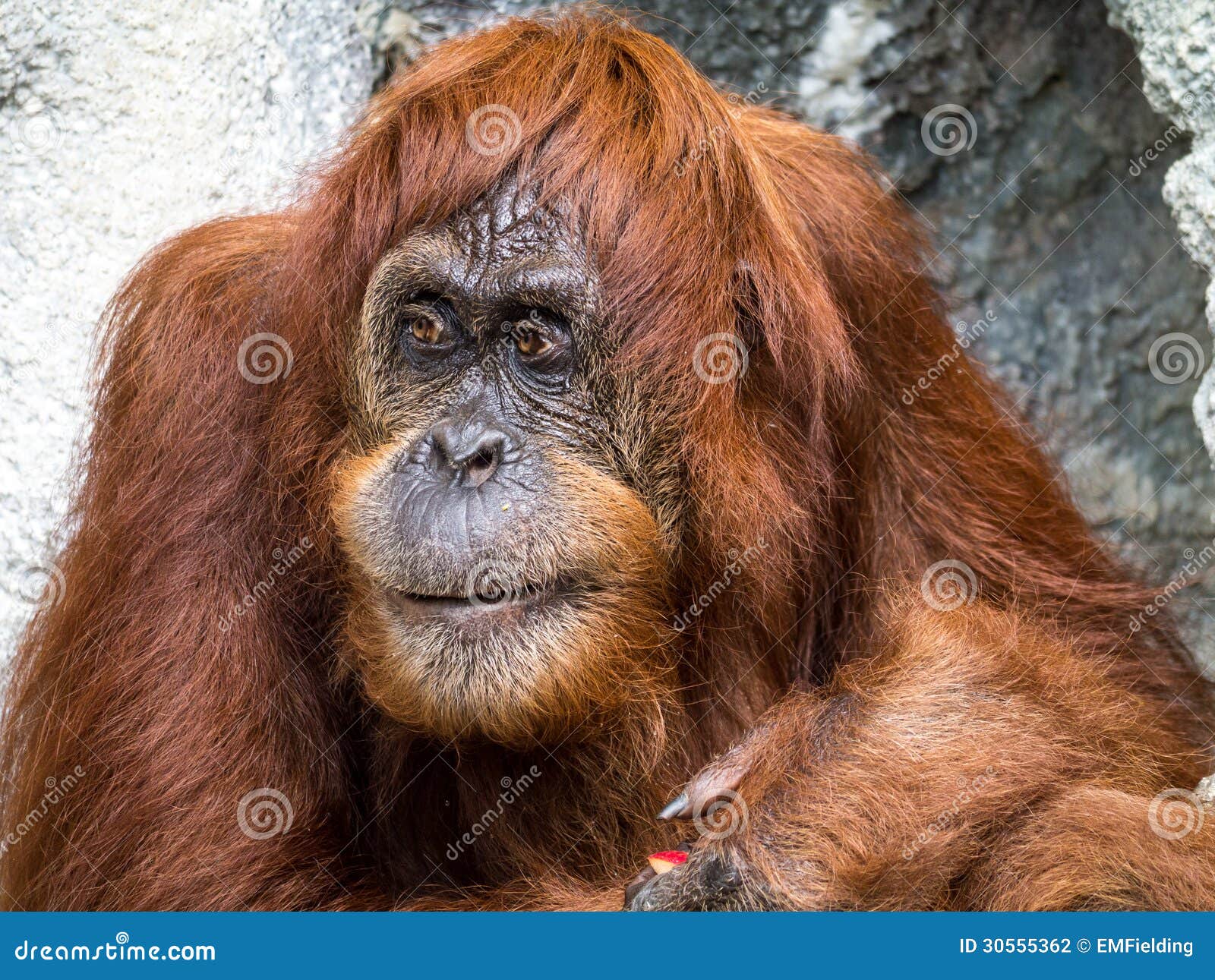 [Image: orangutang-monkey-ape-animal-orange-hair...555362.jpg]