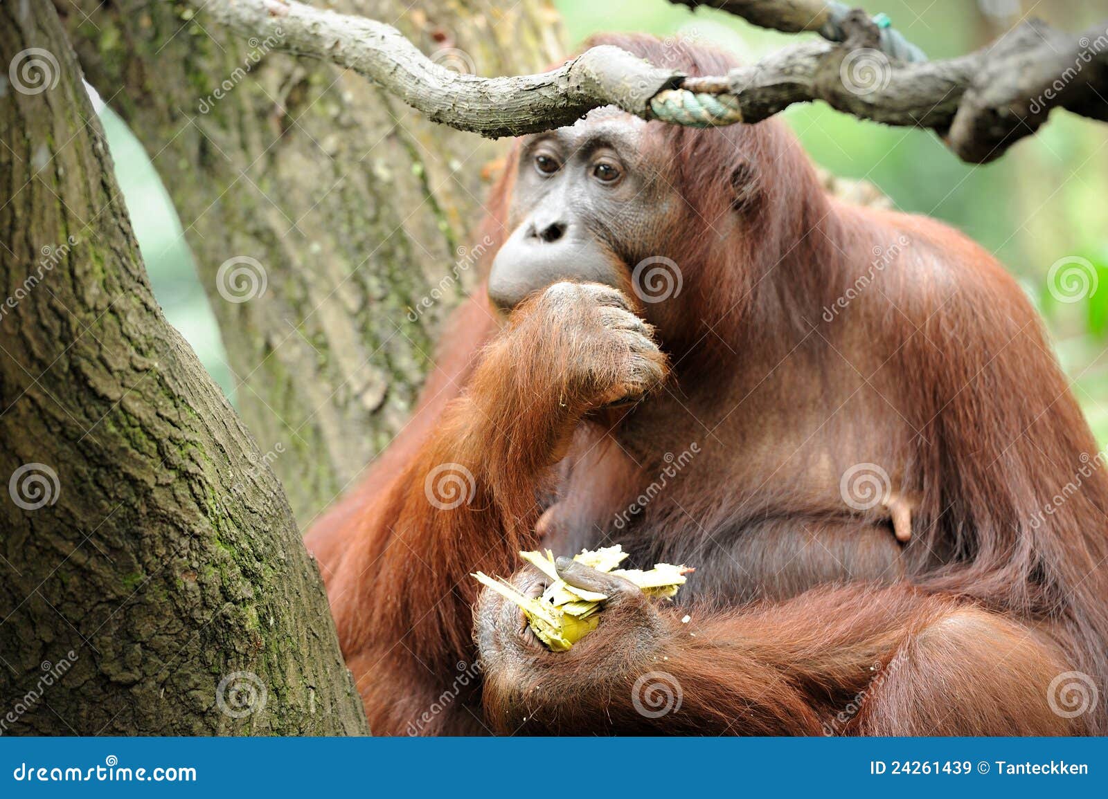 Orangutans Eating Sugarcane Stock Image Image of expressive, eating