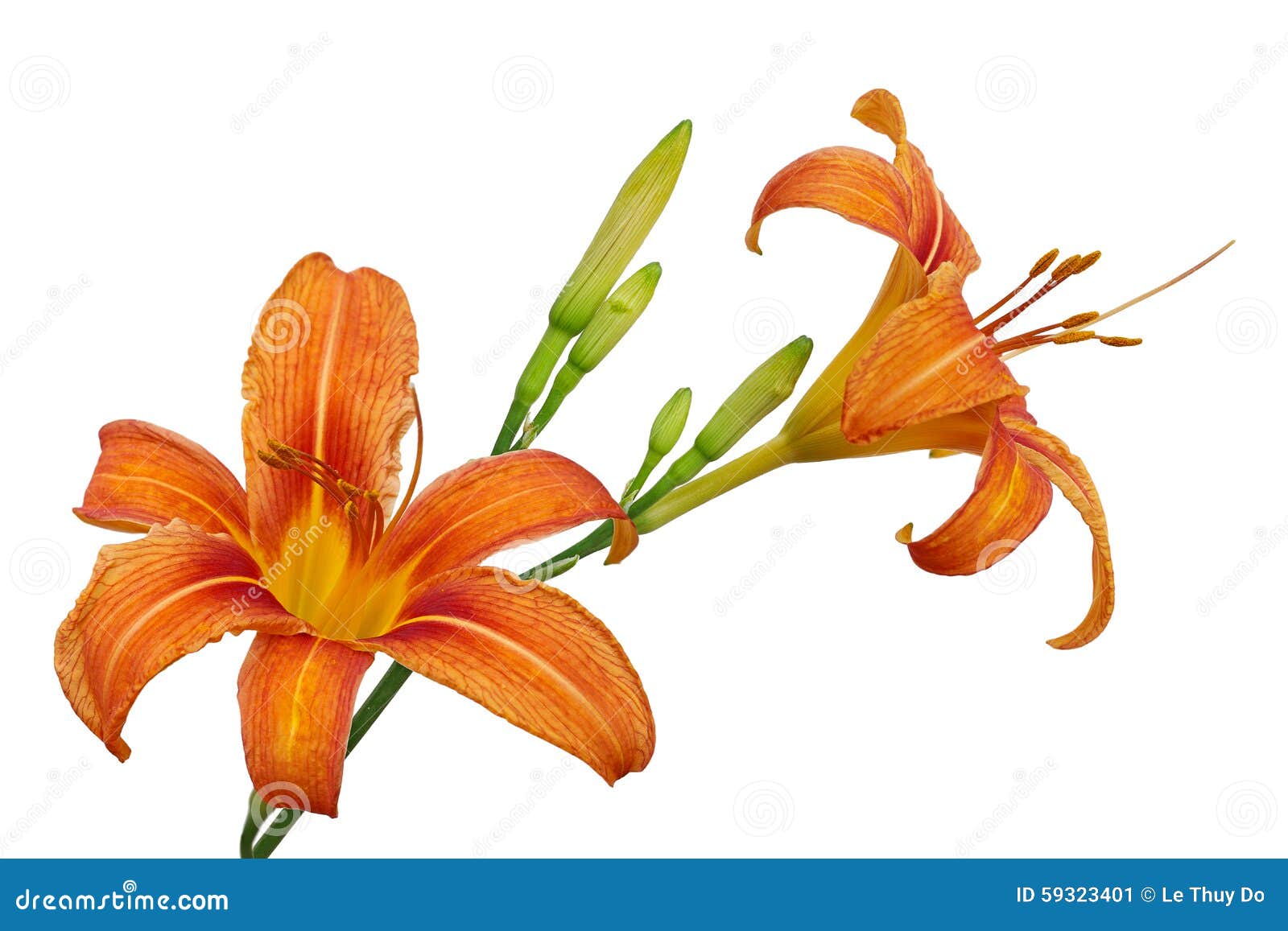 Oranje Bloem Daylily stock afbeelding. Image botanisch -