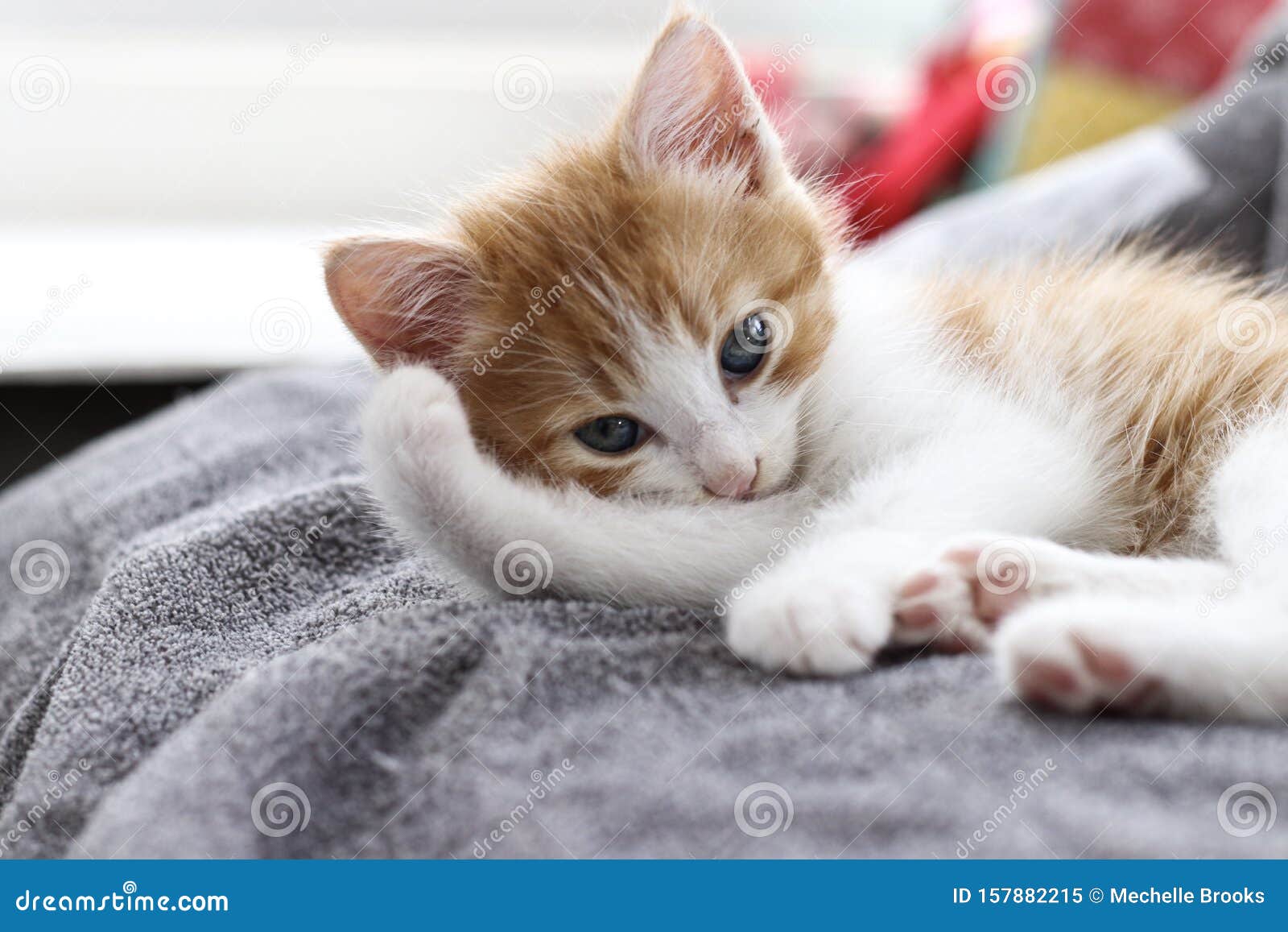 Ringlet plank Horen van Oranje En Witte Kitten Aan Zijn Kant Stock Afbeelding - Image of ezelig,  katje: 157882215