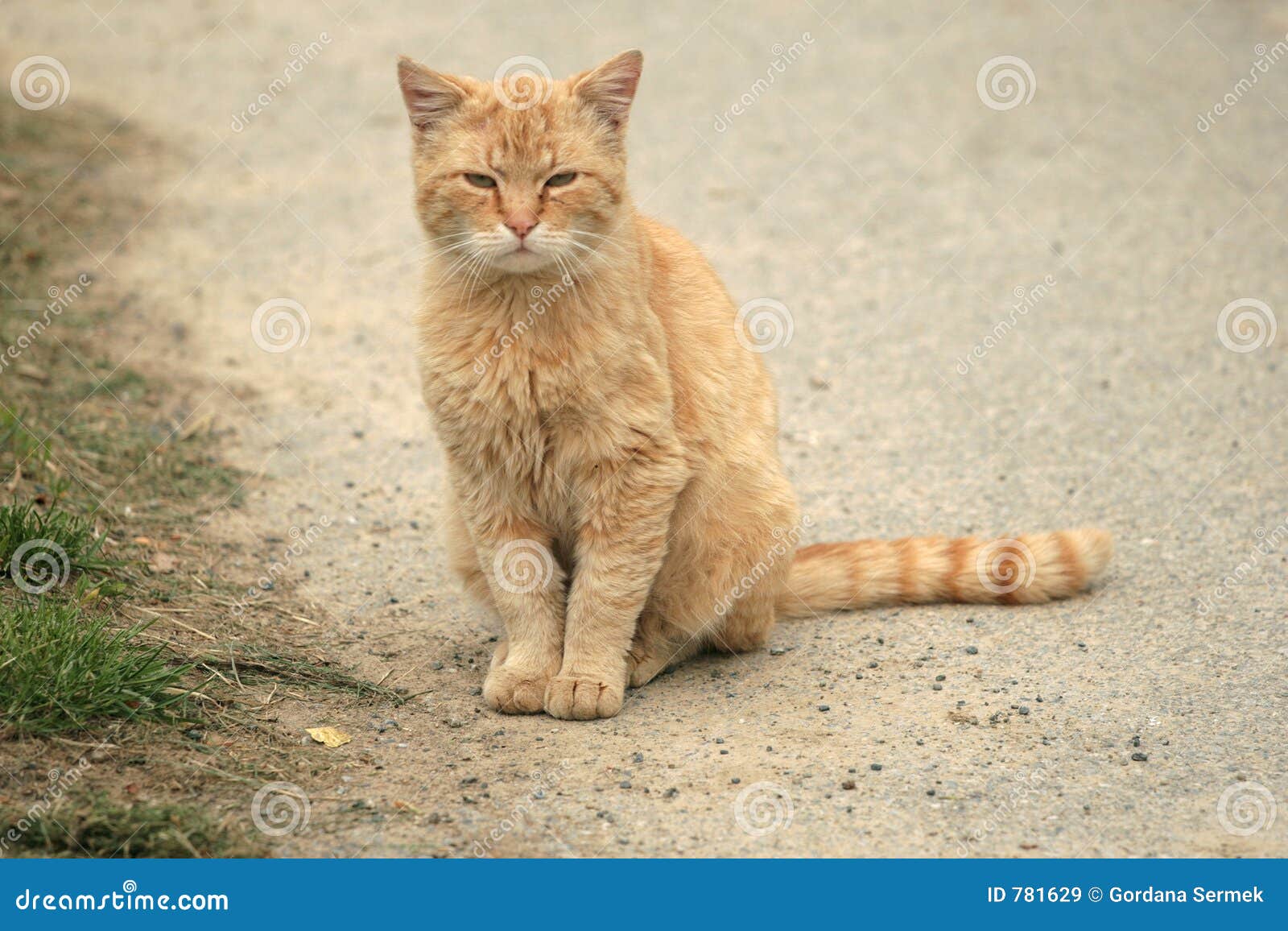olifant gallon Detective Oranje kat stock afbeelding. Image of katachtig, licht - 781629