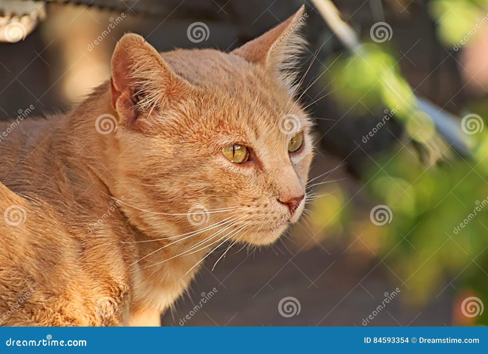 Oranje kat gelukkig in de aard. De gelukkige kat geniet van de aard tegen dag