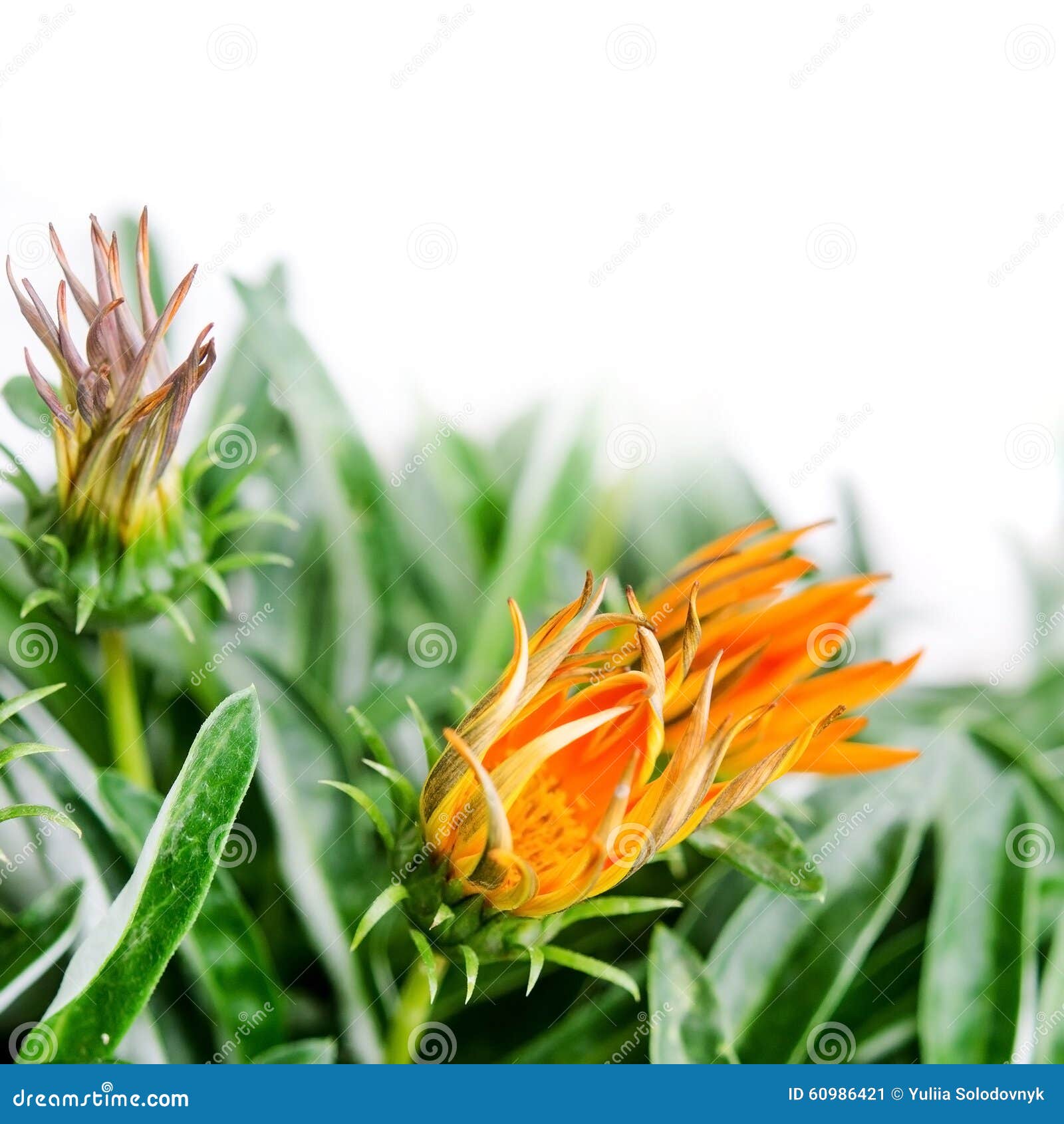 Oranje knoppen op de witte achtergrond Grote details!