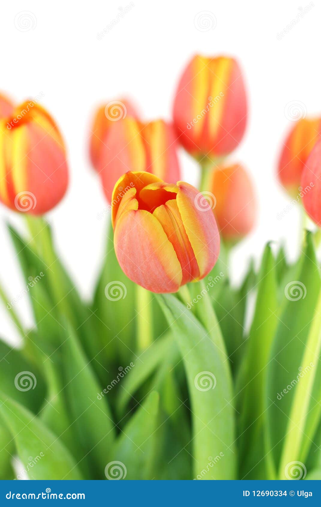 Oranje tulpen - nadruk op een bloem in centrum