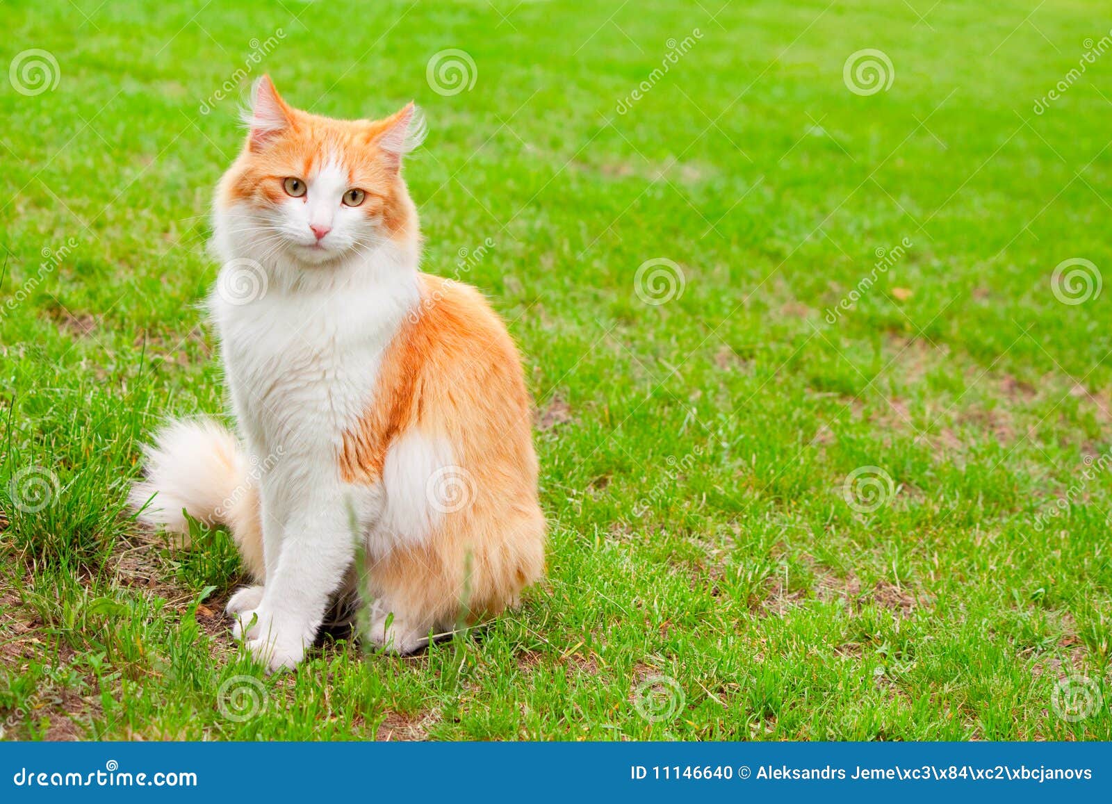 Oranje wit kattenportret op groen gras backgound