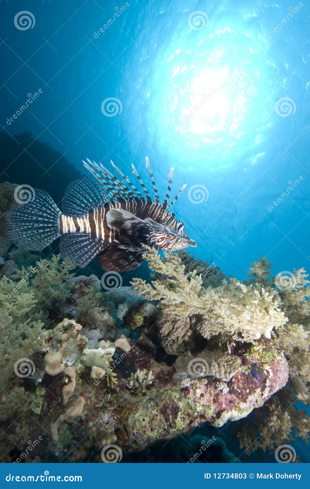 Orante tropical fish stock image. Image of sheikh, sharm - 12734803