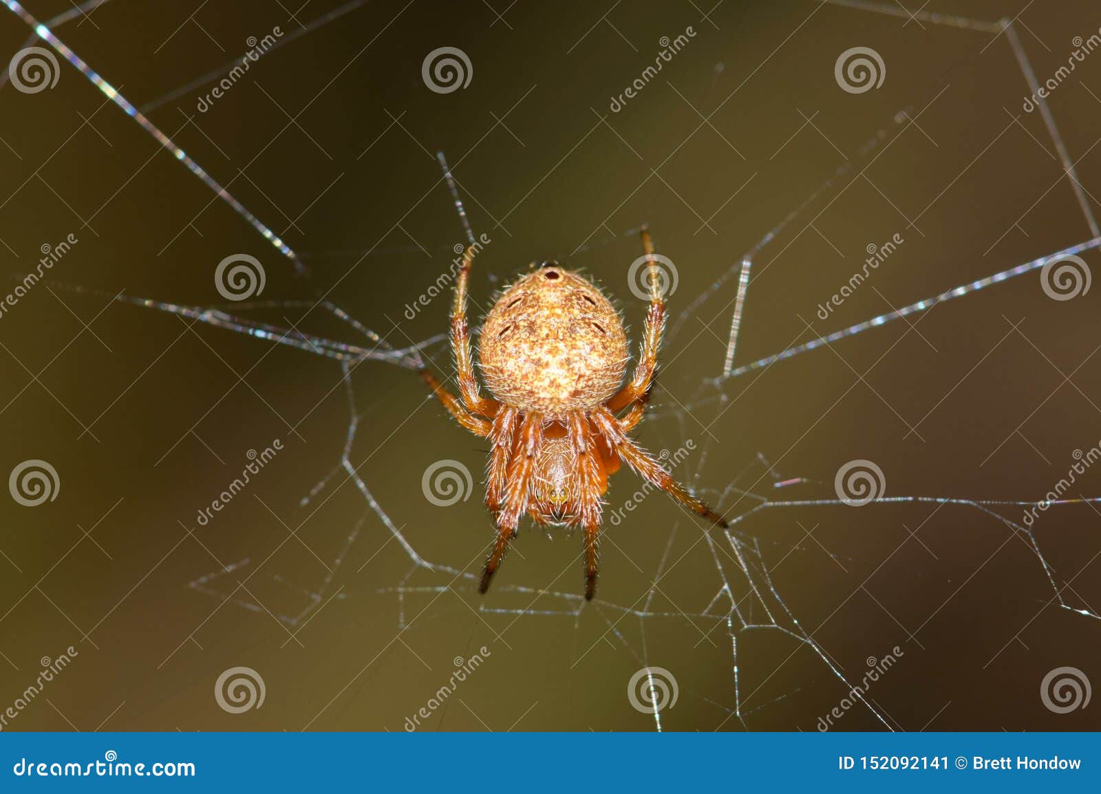 Orb Weaver Spider Centered In Its Web Stock Image Image Of